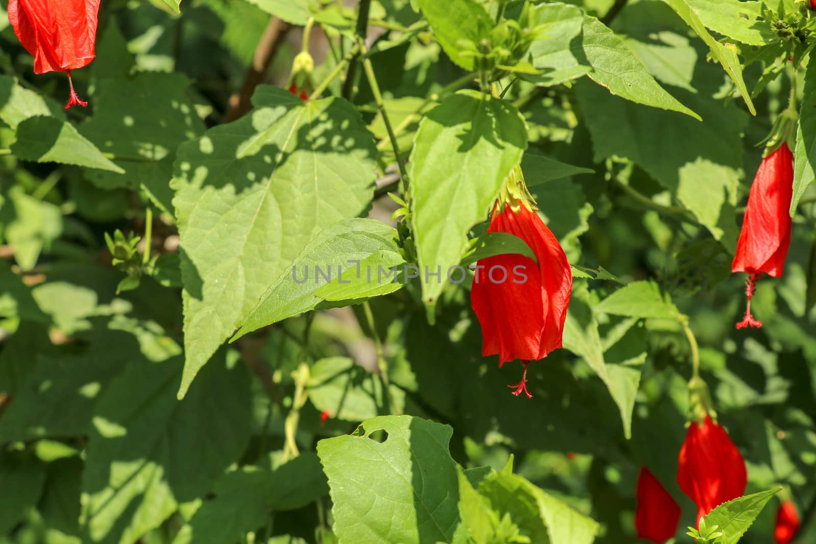 Selective focus on red malvaviscus arboreus Cav. Flower blooming in garden on sunny day. The name of this flower name is Sleeeping Hibiscus. Scientific name is Malvaviscus arboreus var. mexicanus.