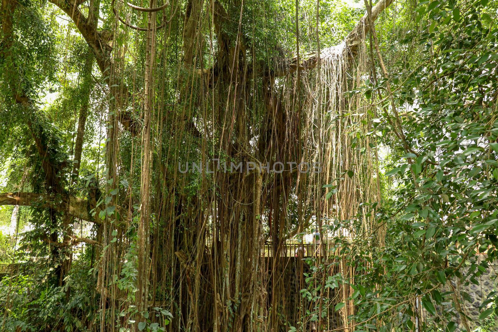 Ficus Elastica covered with long lianas in the rainforest. Rubber Fig or Rubber bush in Gunung Kawi Royal Tomb Valley. Rubber tree, Rubber plant, Indian rubber bush.