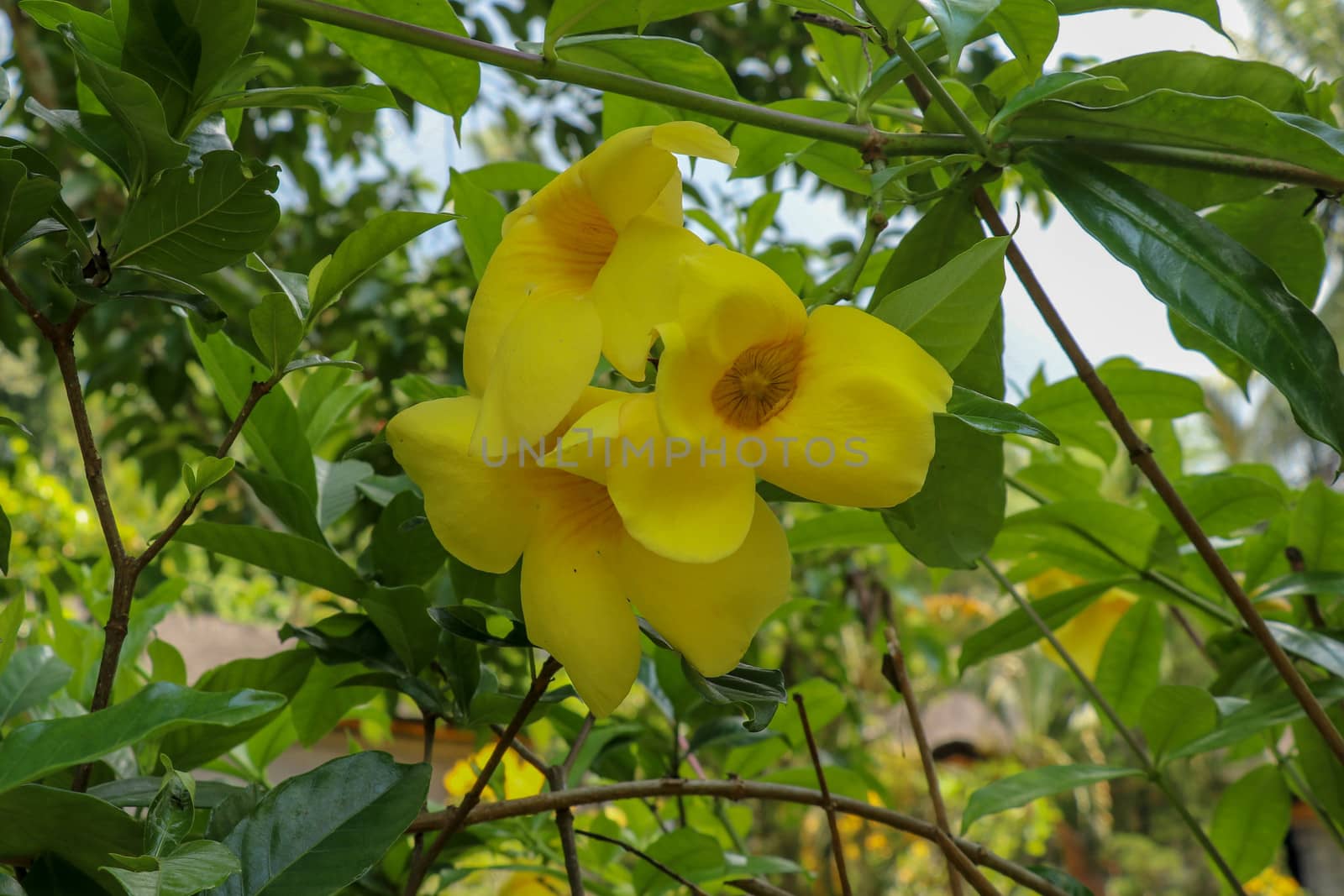 Close up of yellow flower, Golden Trumpet, Allamanda cathartica, on green leaves blurred background, macro. Yellow Golden Trumpet flower or Common Trumpetvine on green leaves and blurred background.