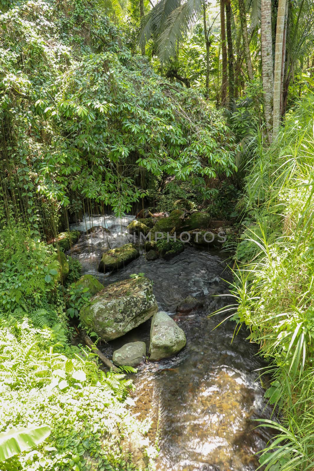 River bed in Pakerisan valley with wild water and big boulders. Water rolling over rocks in a river bed at a funeral complex in Tampaksiring. Gunung Kawi, Bali, Indonesia. Tropical vegetation.