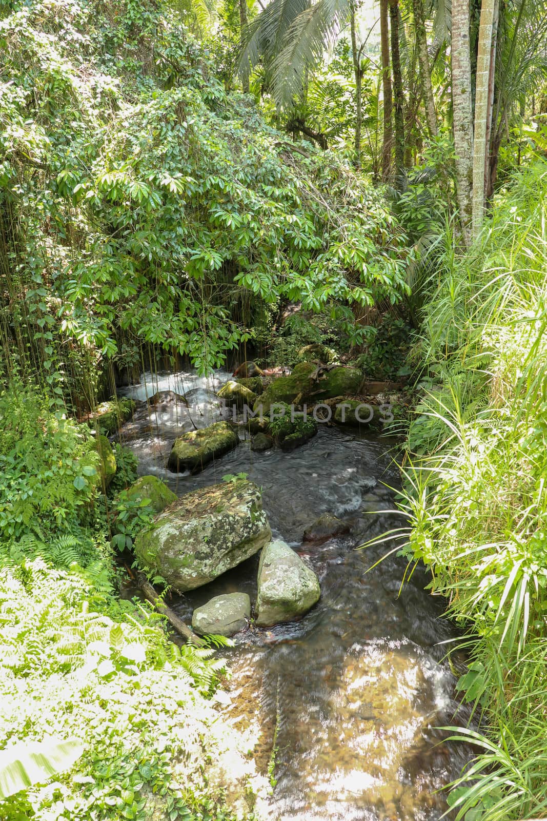 River bed in Pakerisan valley with wild water and big boulders. Water rolling over rocks in a river bed at a funeral complex in Tampaksiring. Gunung Kawi, Bali, Indonesia. Tropical vegetation.