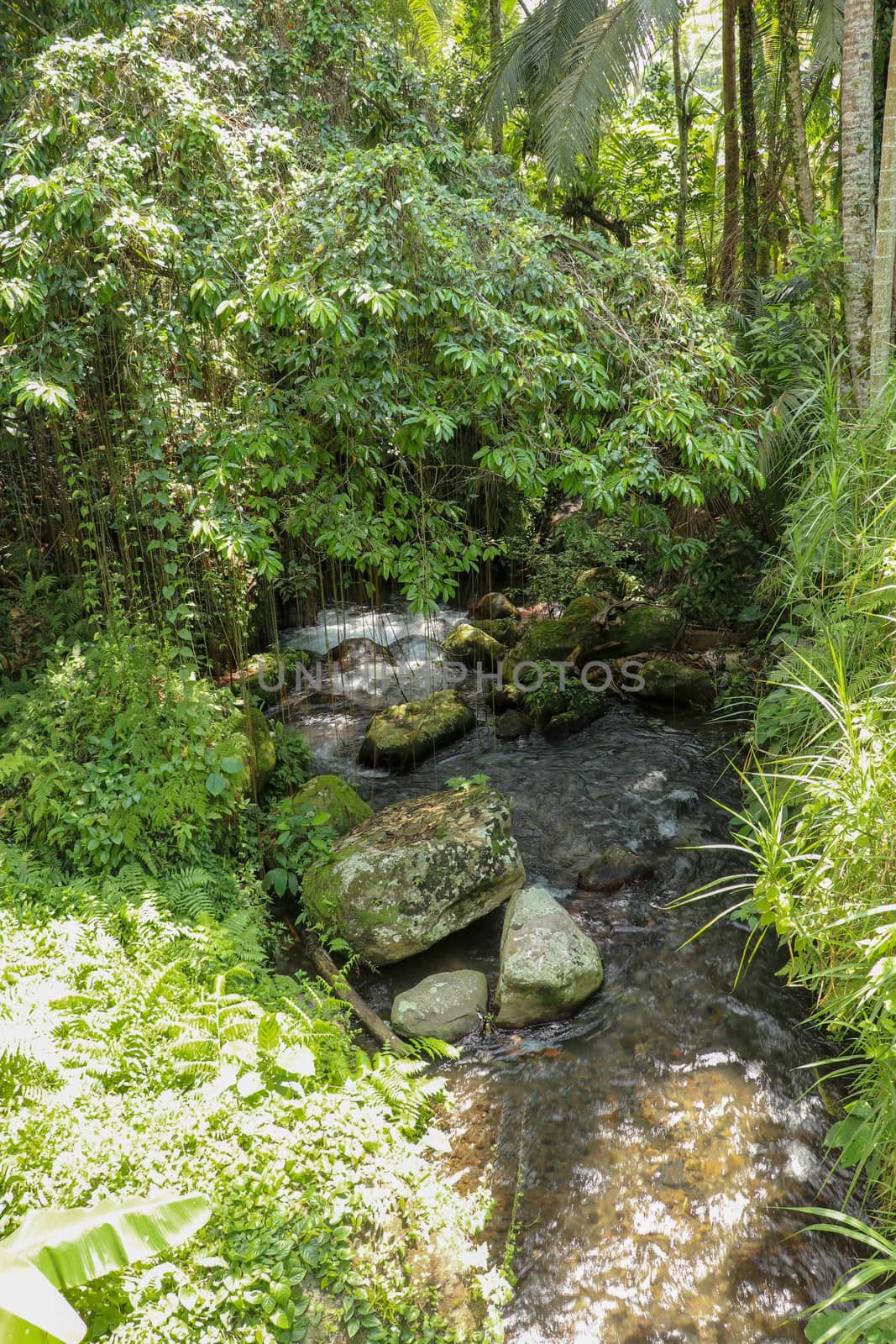 River bed in Pakerisan valley with wild water and big boulders. Water rolling over rocks in a river bed at a funeral complex in Tampaksiring. Gunung Kawi, Bali, Indonesia. Tropical vegetation.