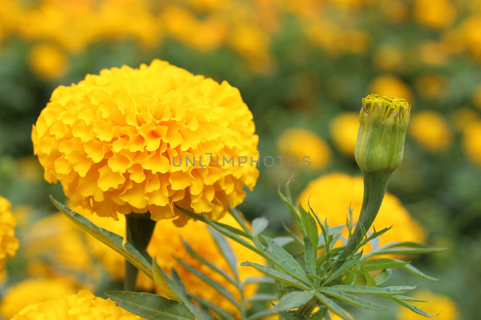Marigold, Beautiful Yellow Flower by cgdeaw