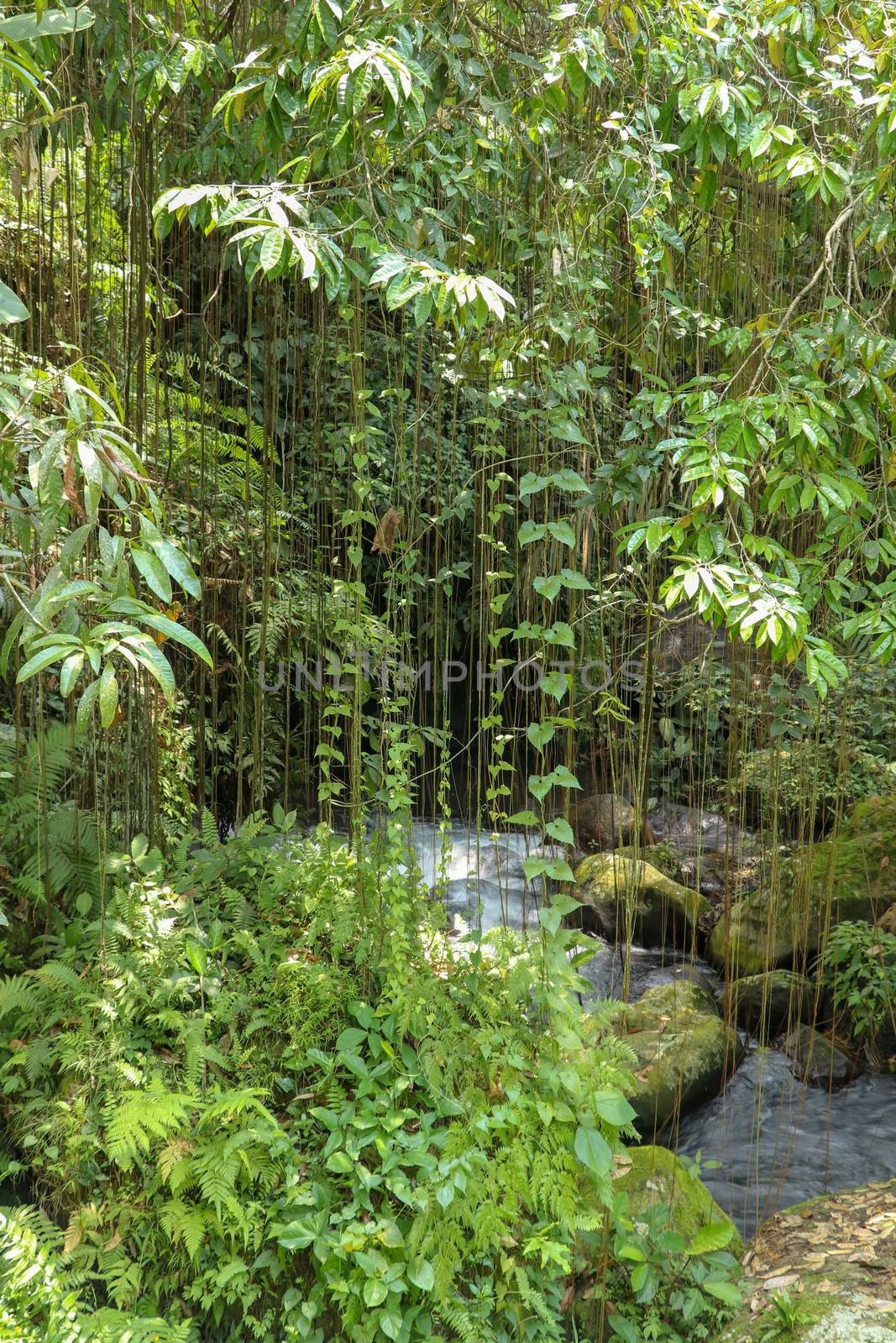 River bed in Pakerisan valley with wild water and big boulders. Long lianas hanging from tall tropical trees. Stones in riverbed near the funeral complex in Tampaksiring. Gunung Kawi, Bali, Indonesia.