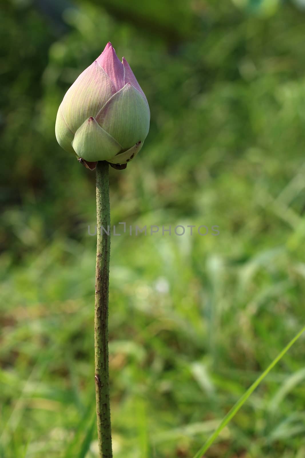lotus bud flower by cgdeaw
