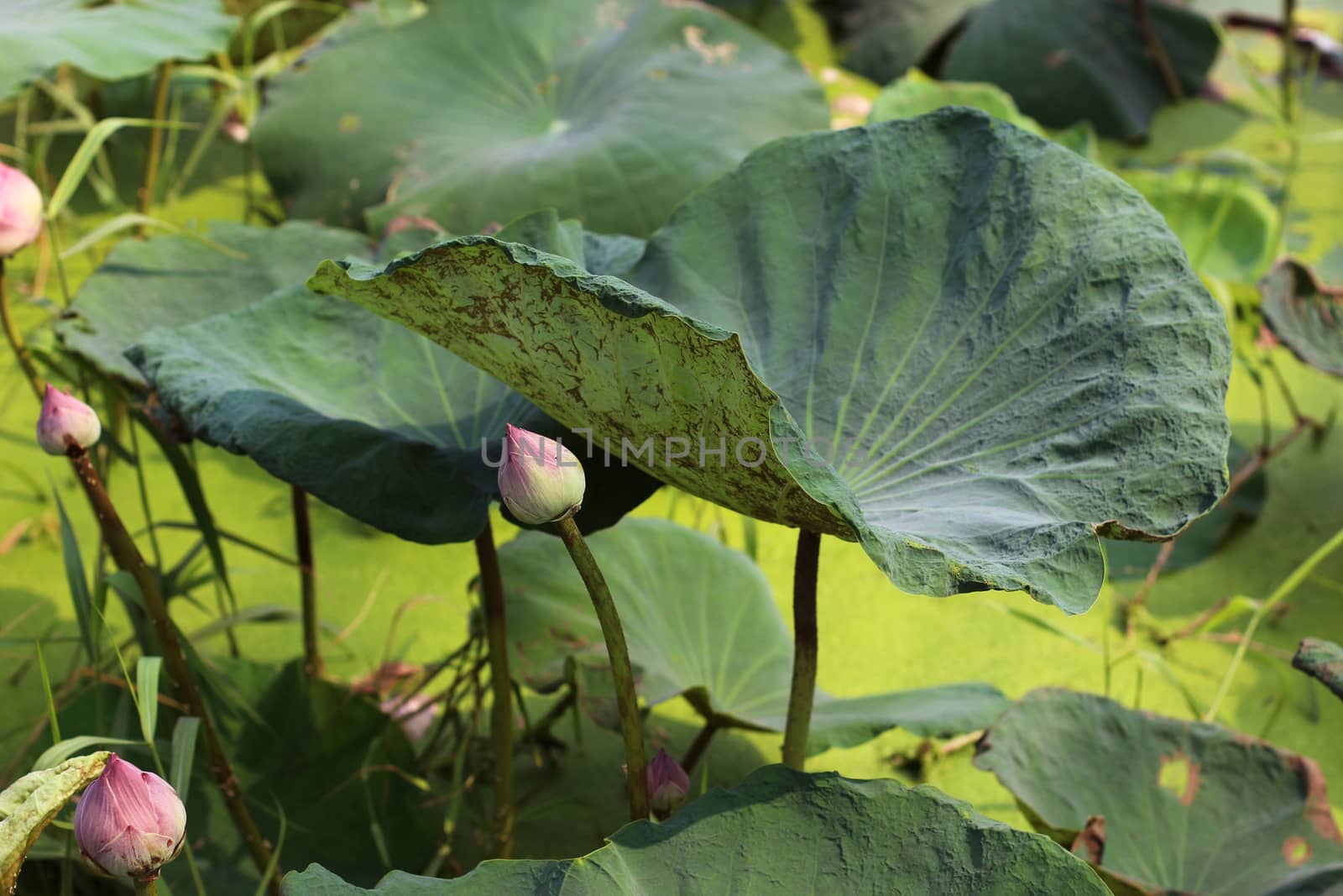lotus lily pad, lotus nature by cgdeaw