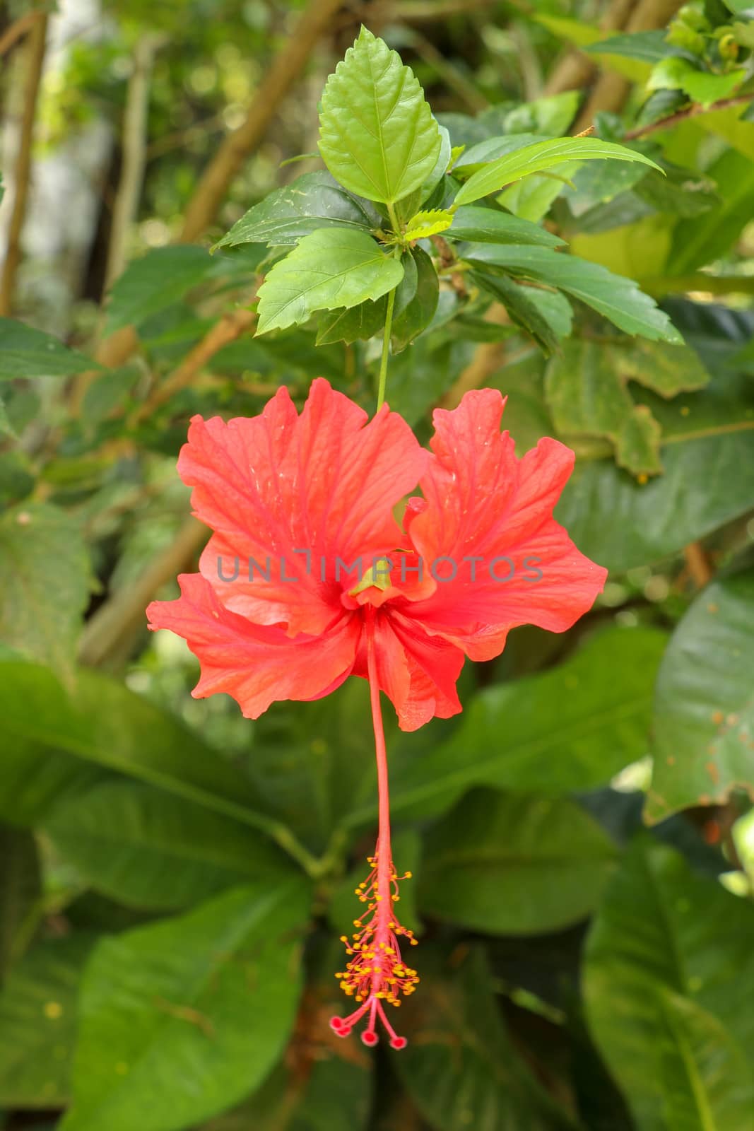 Close up Red Shoe Flower facing sideways in the garden. Hibiscus rosa-sinensis with leaves. Beautiful flower of Chinese hibiscus, China rose, Hawaiian hibiscus, rose mallow and shoeblackplant.