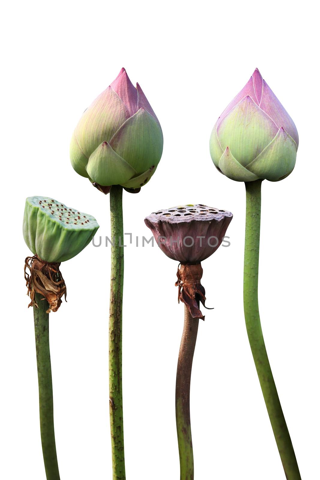 lily pad and lotus bud isolated on white background