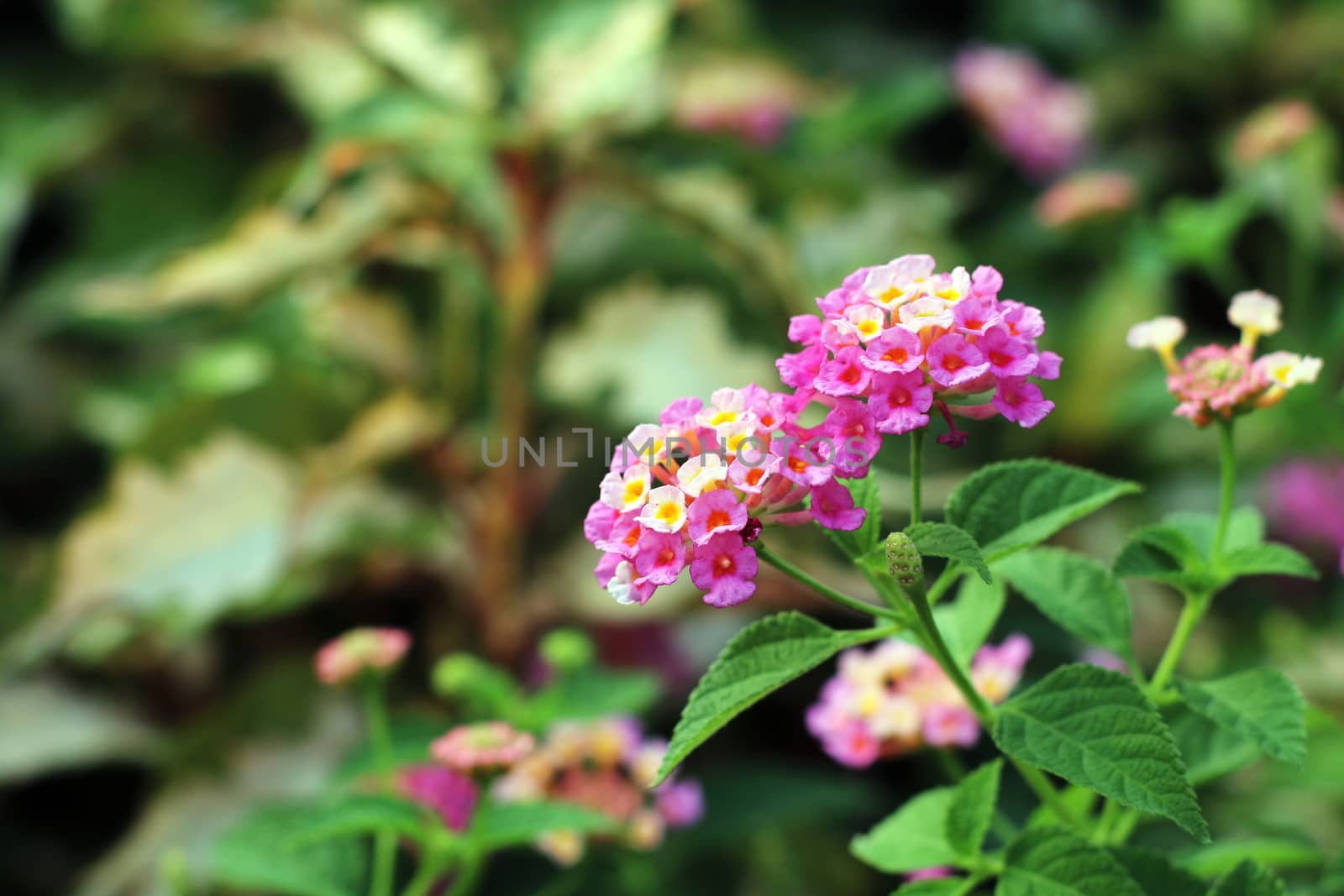 Pink Lantana flowers, Phakakrong (thai word) blossom small spring on green beautiful and fresh background