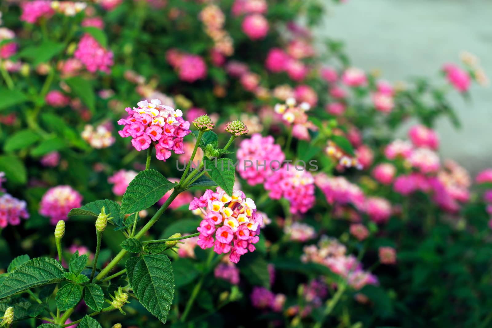 Pink Lantana flowers, Phakakrong (thai word) blossom small spring on green beautiful and fresh background by cgdeaw