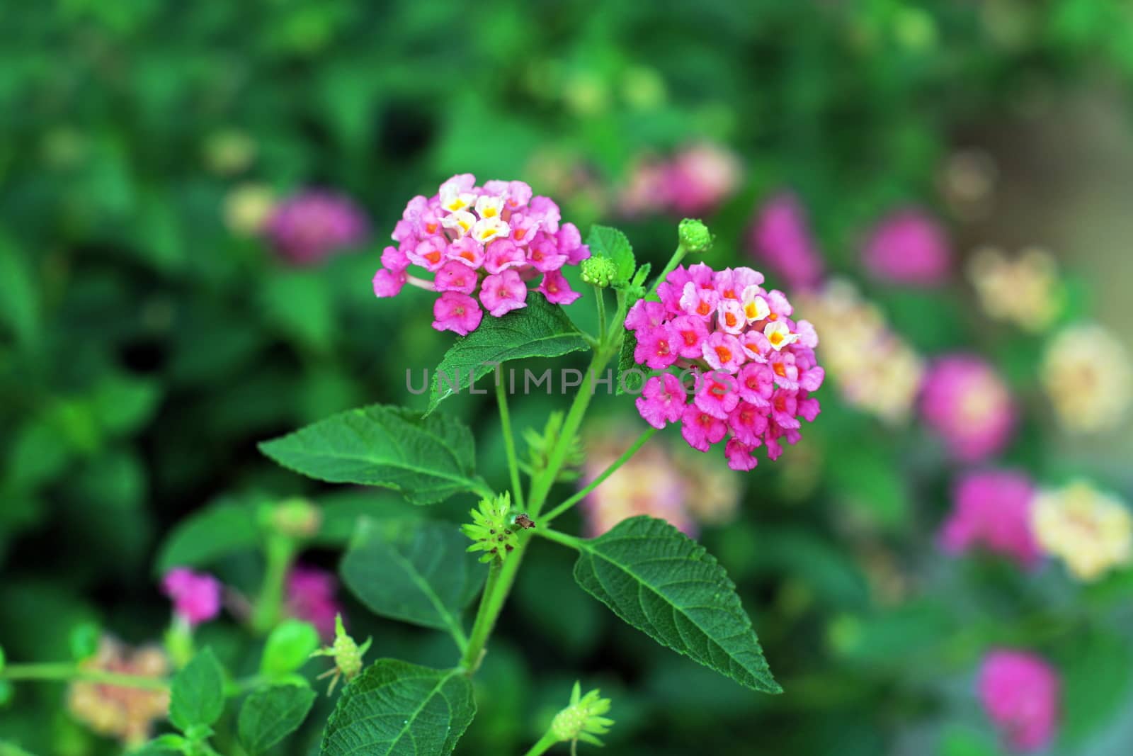 Pink Lantana flowers, Phakakrong (thai word) blossom small spring on green beautiful and fresh background by cgdeaw