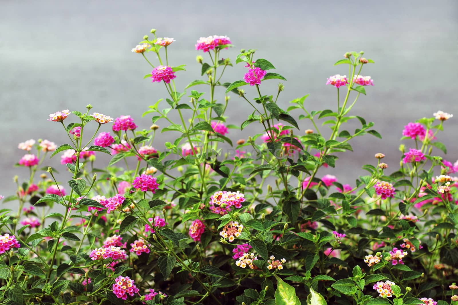 Pink Lantana flowers, Phakakrong (thai word) blossom small spring on green beautiful and fresh background