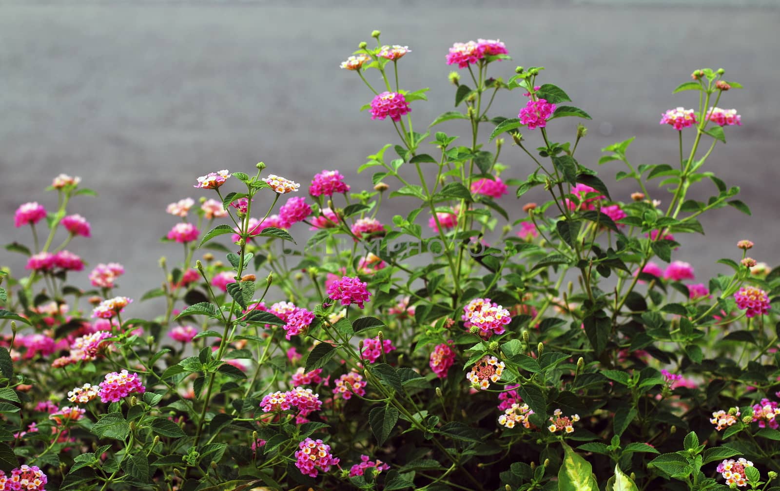 Pink Lantana flowers, Phakakrong (thai word) blossom small spring on green beautiful and fresh background