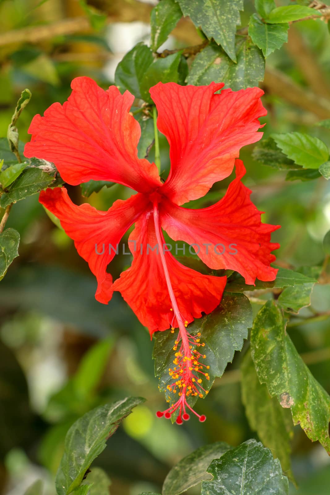 Close up Red Shoe Flower facing sideways in the garden. Hibiscus rosa-sinensis with leaves. Beautiful flower of Chinese hibiscus, China rose, Hawaiian hibiscus, rose mallow and shoeblackplant.