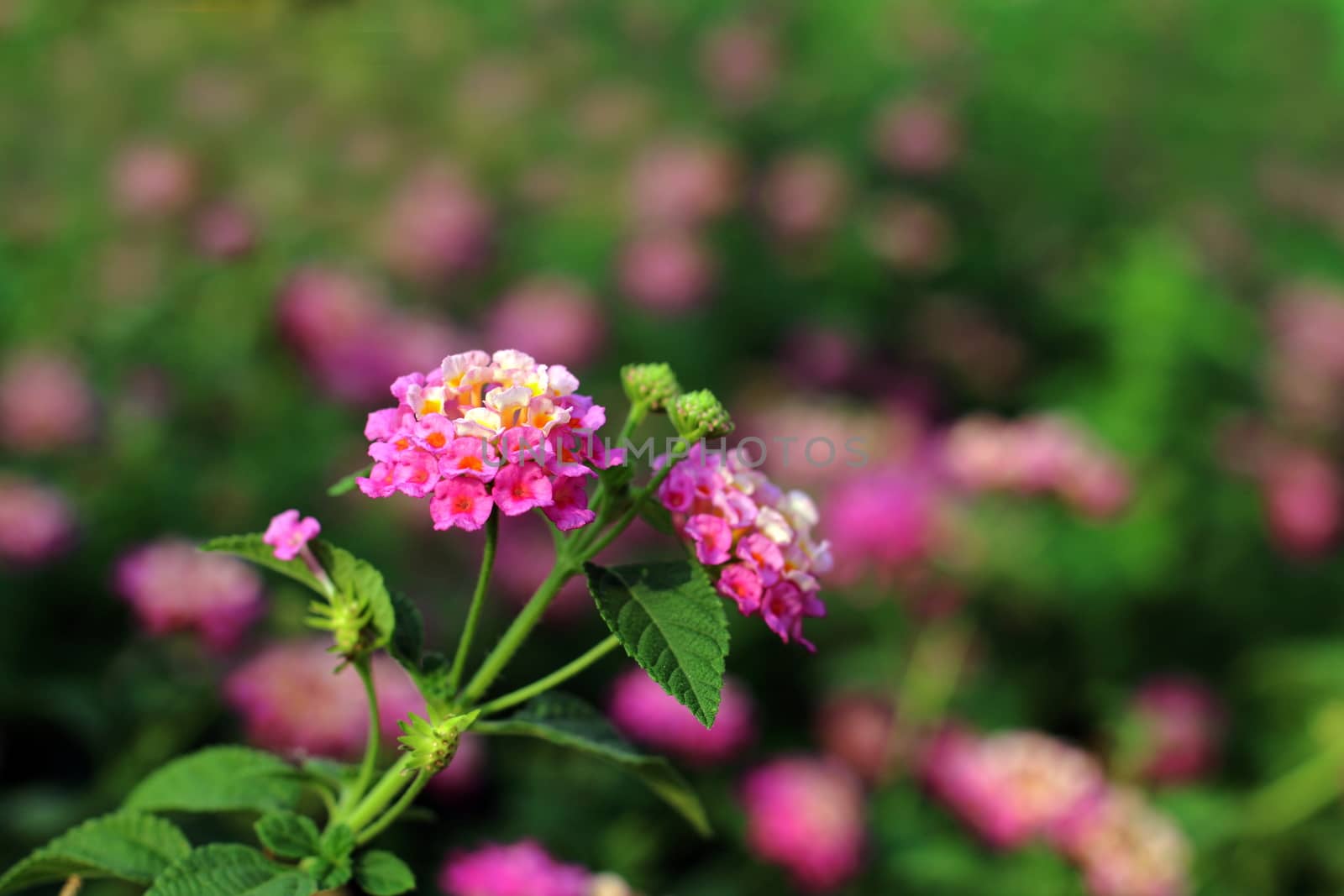 Pink Lantana flowers, Phakakrong (thai word) blossom small spring on green beautiful and fresh background