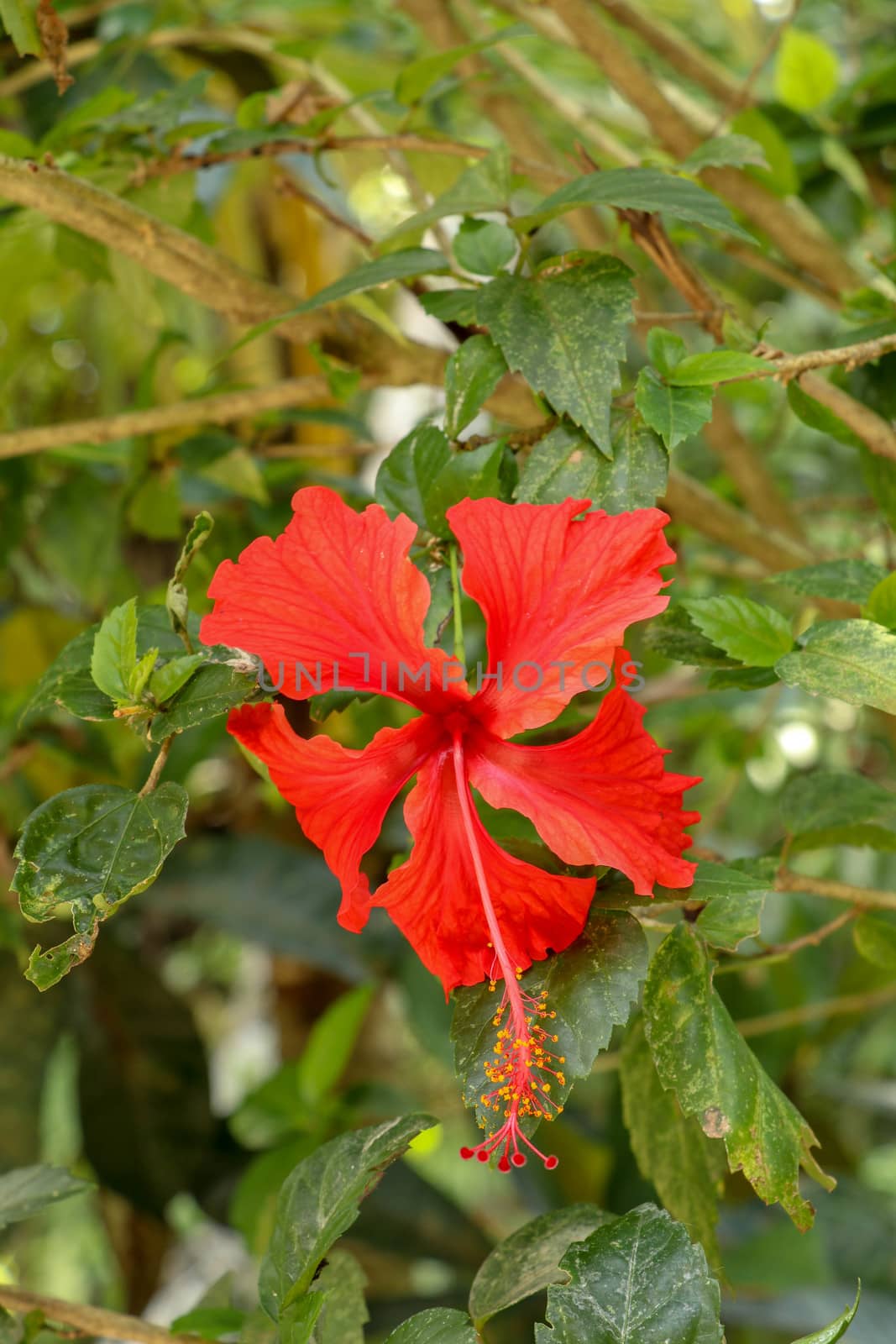 Close up Red Shoe Flower facing sideways in the garden. Hibiscus rosa-sinensis with leaves. Beautiful flower of Chinese hibiscus, China rose, Hawaiian hibiscus, rose mallow and shoeblackplant.