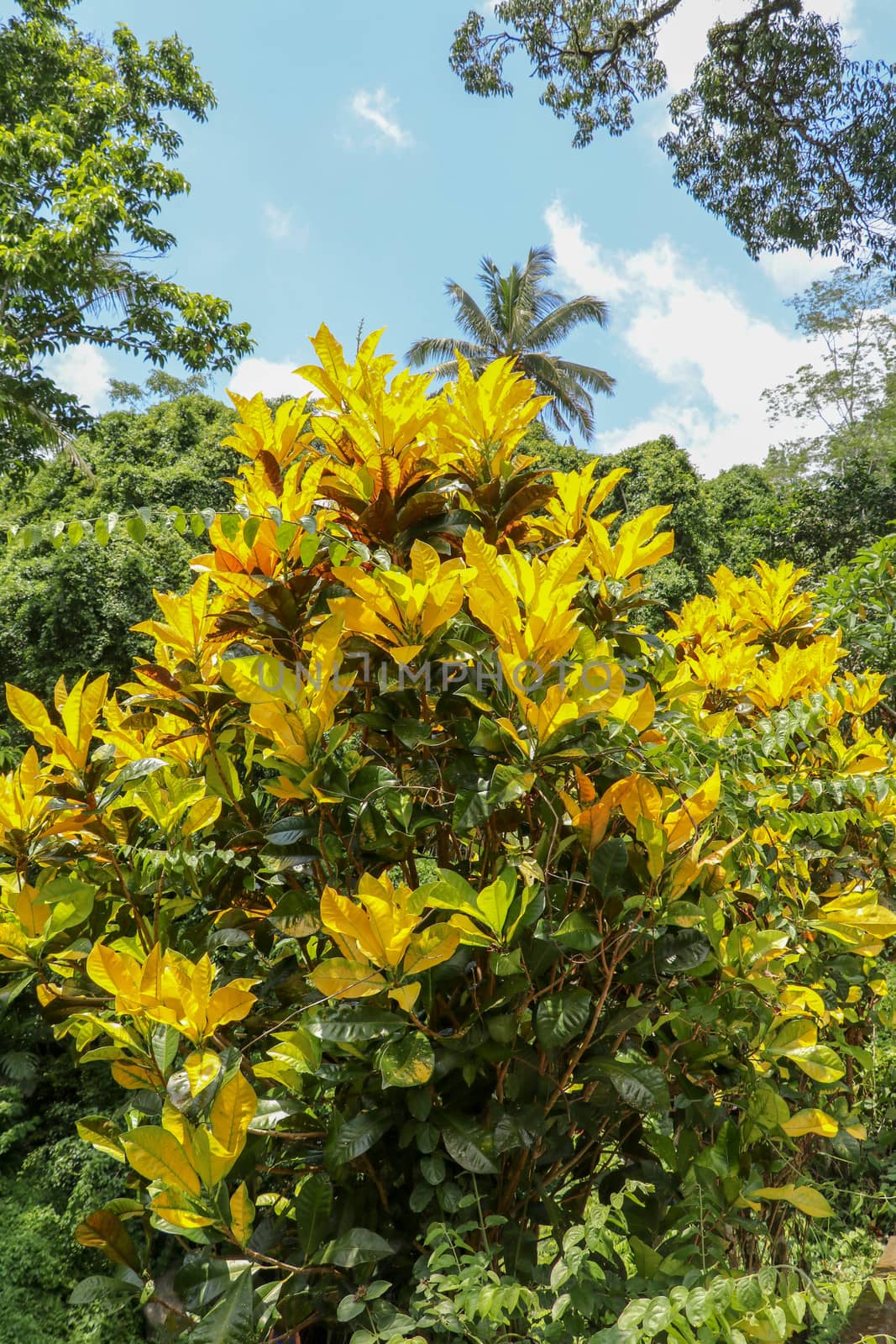 Close up of Codiaeum variegatum with large bright yellow leaves.Ornamental plants Garden Croton or Ariegated Croton, Croton variegatum L. An outstanding colorful, multicolor, shapes of leaves textures