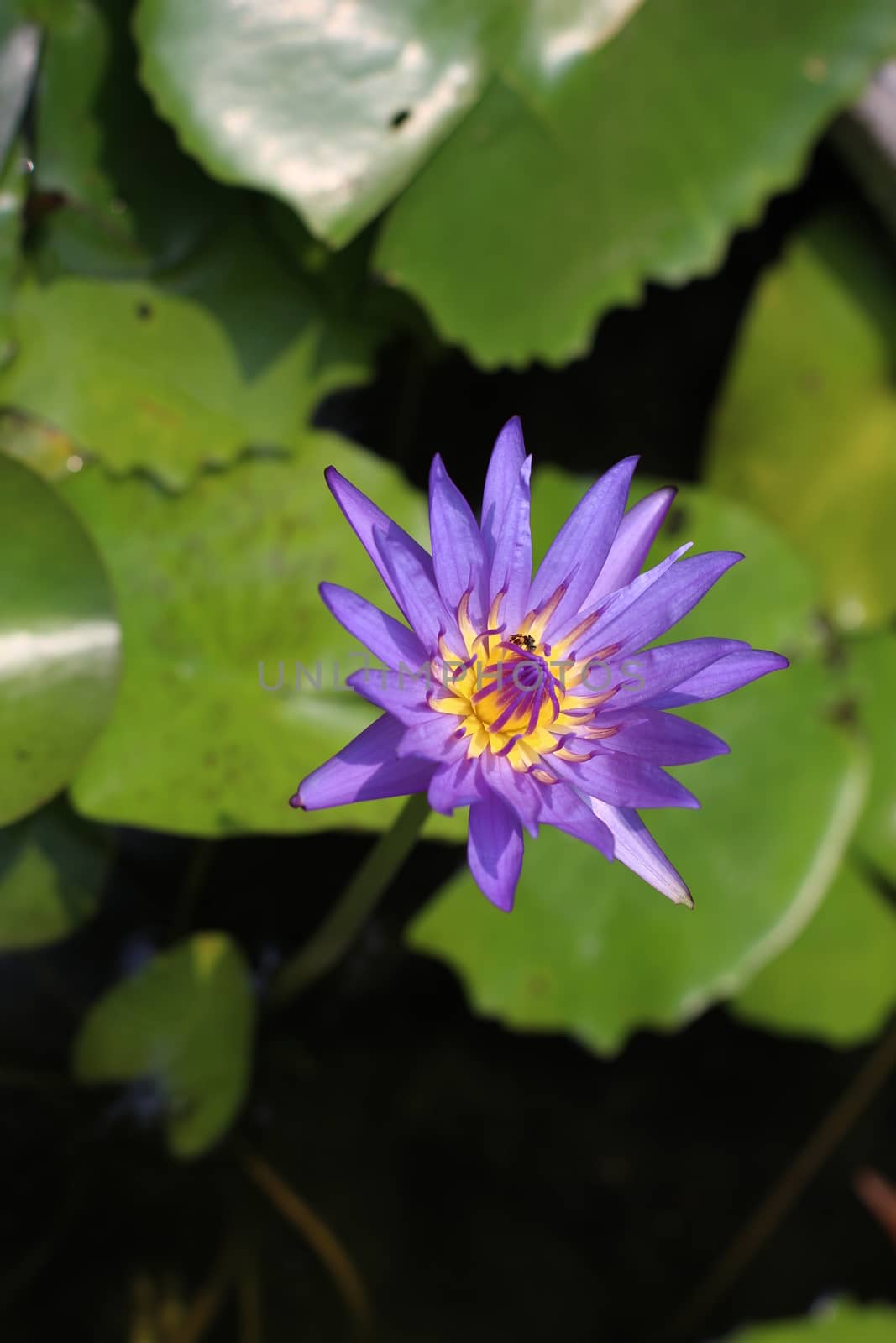 Purple Lotus Nature by cgdeaw