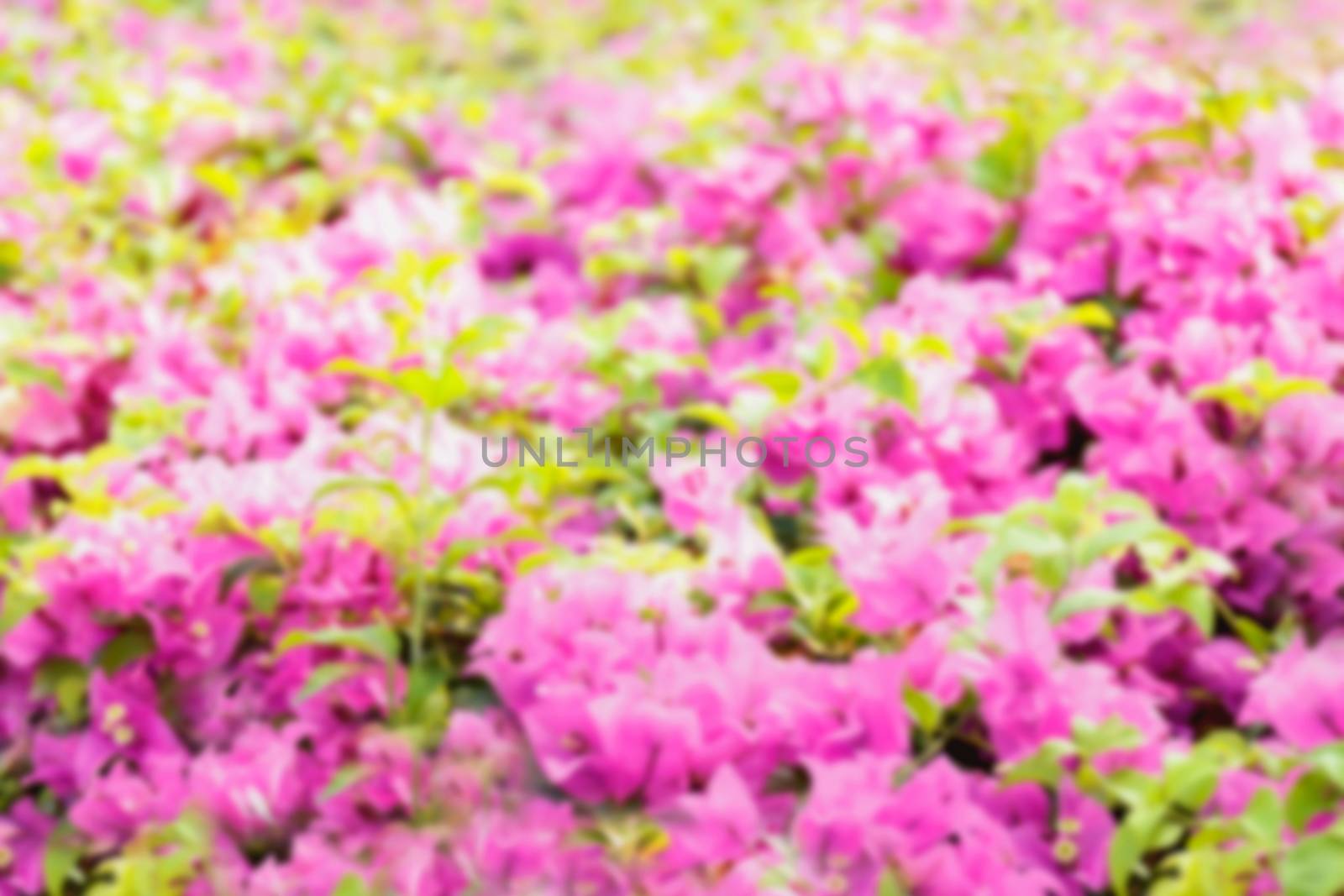 Blurred pink flower background