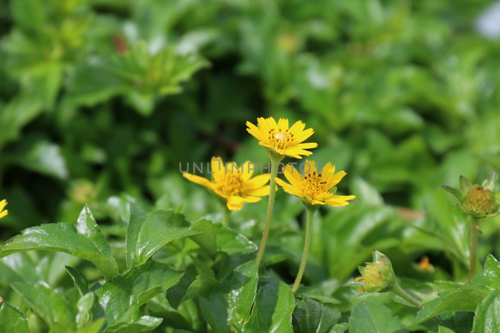 yellow flower daisy seeds blossom small on nature background