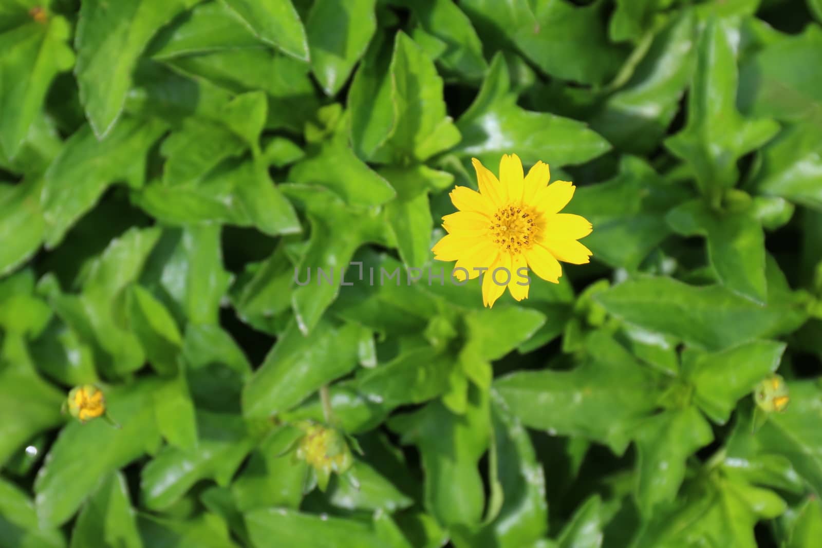 yellow flower daisy seeds blossom small and bee on nature background by cgdeaw