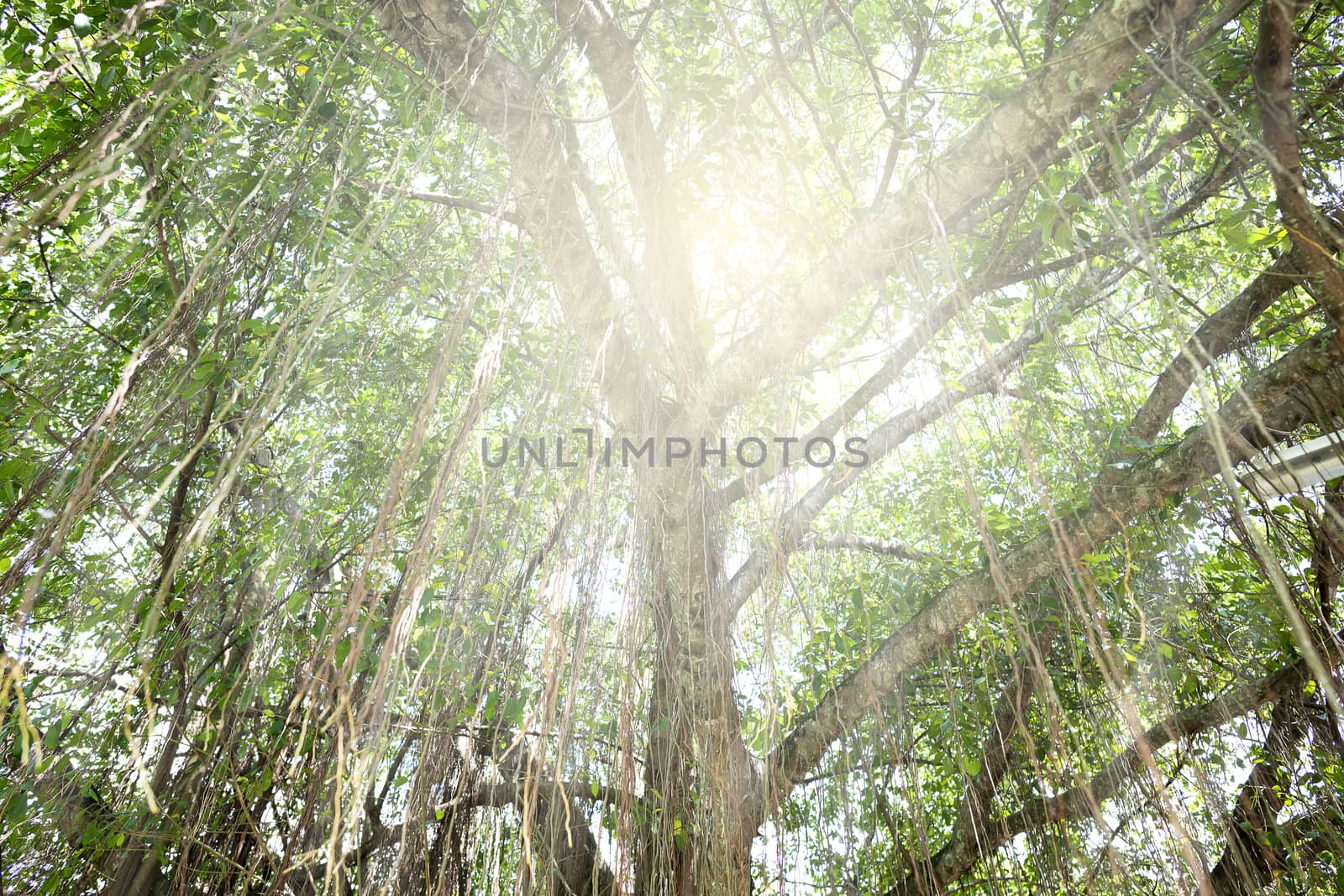 Lone vines on a tree