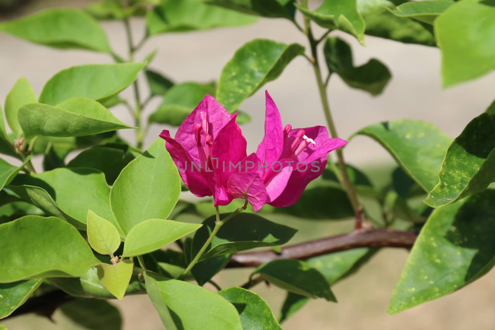 Purple bougainvillea flower on daylight, Panicle Bunch Fragrant pink and purple, flower with blurred background