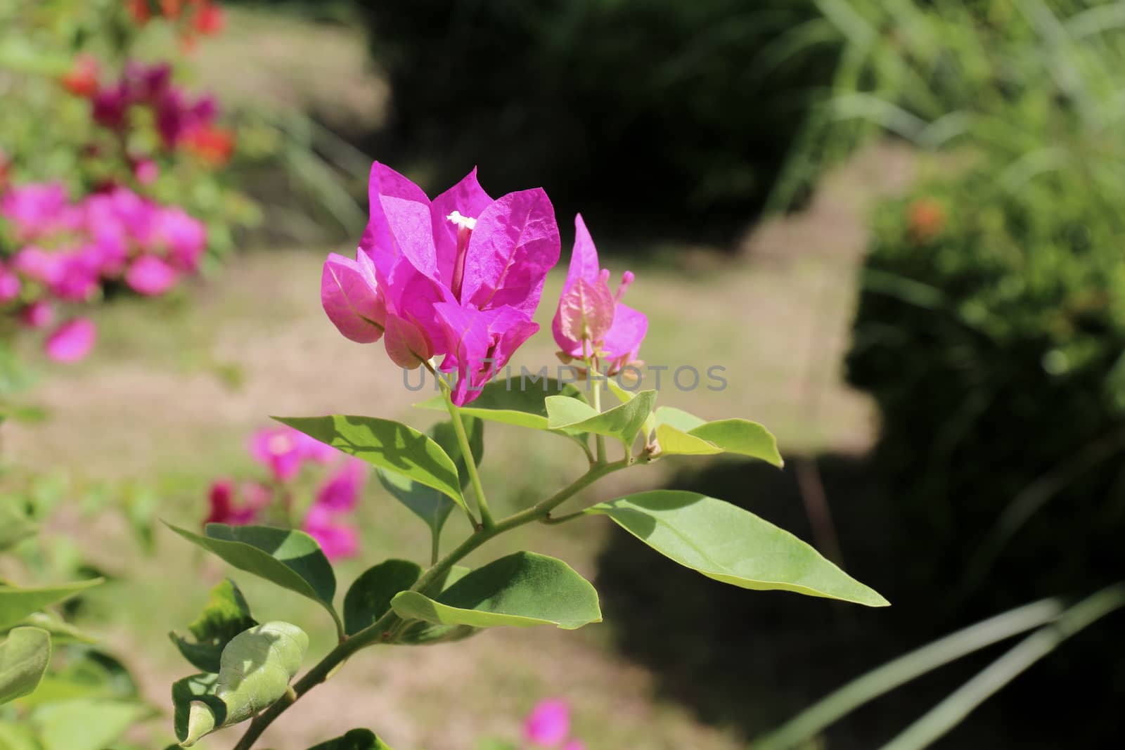 Purple bougainvillea flower on daylight, Panicle Bunch Fragrant pink and purple, flower with blurred background by cgdeaw