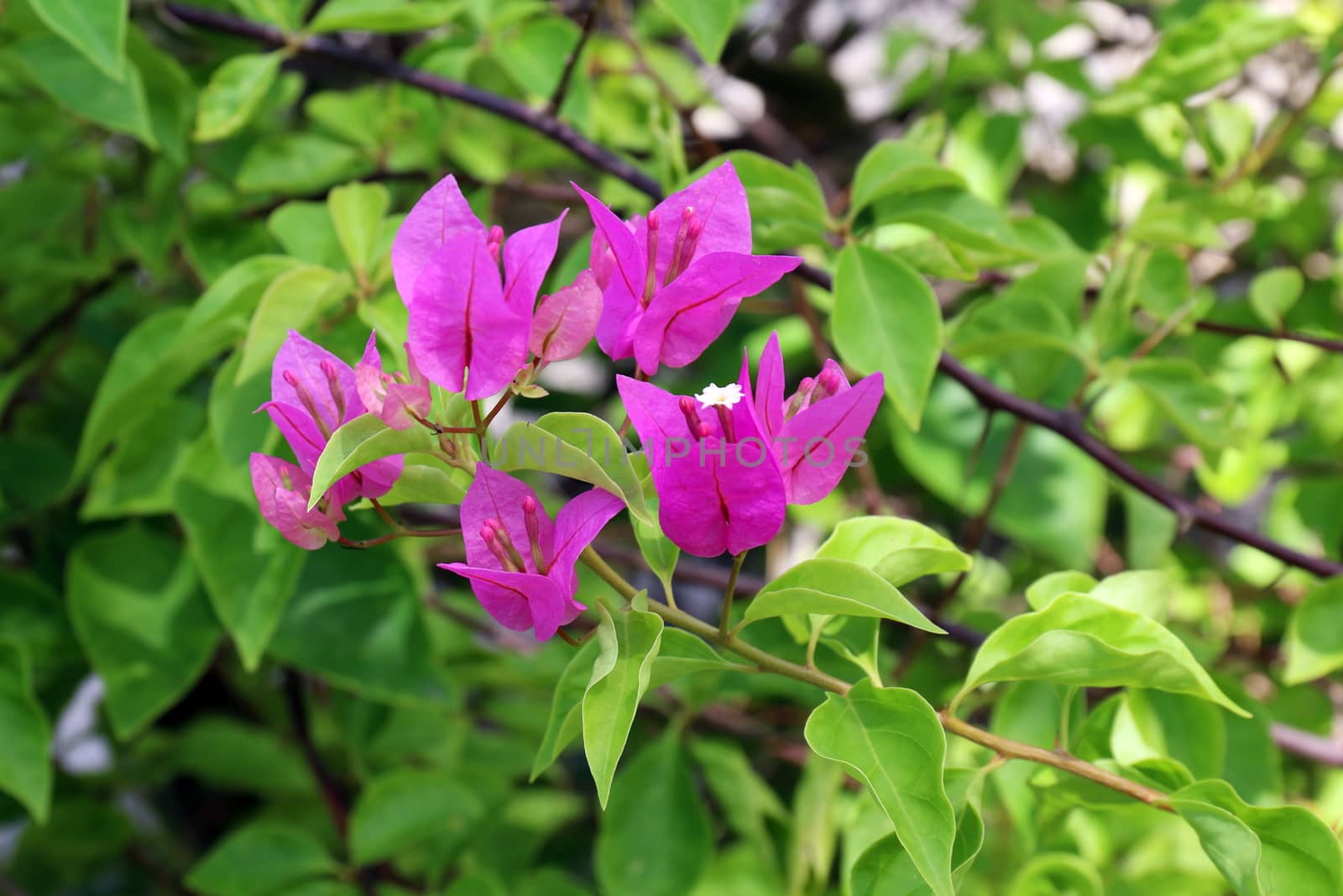 Purple bougainvillea flower on daylight, Panicle Bunch Fragrant pink and purple, flower with blurred background by cgdeaw