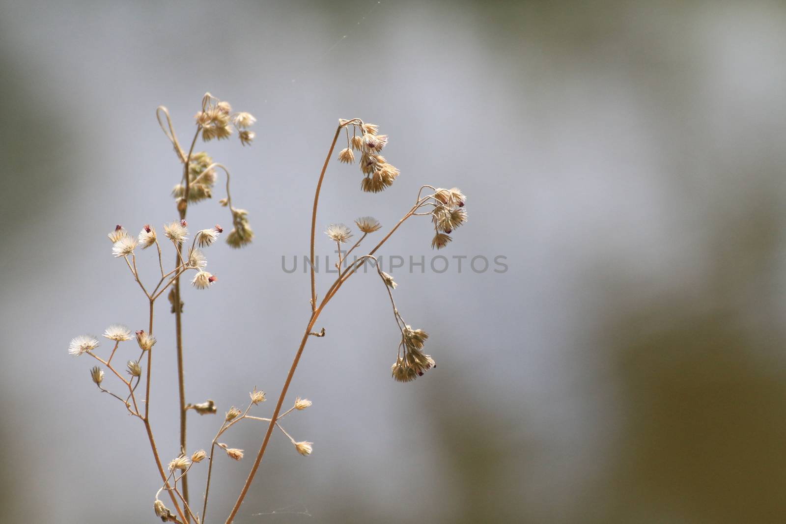 Dry grass flower in beautiful winter by cgdeaw