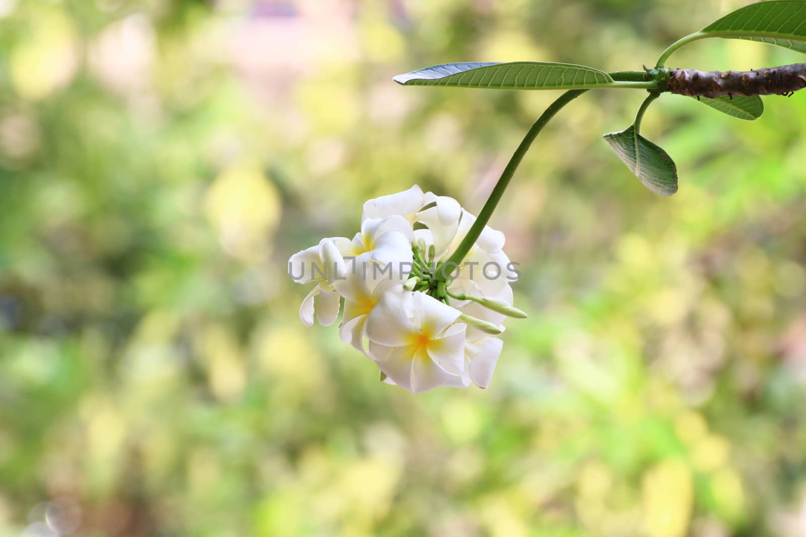 Flower Spa Frangipani flowers, white flowers Bunch shape by cgdeaw