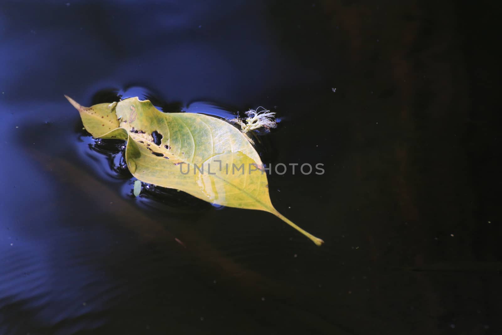 Dry leaf Leaves floating on the surface water nature, Leave yellow winter