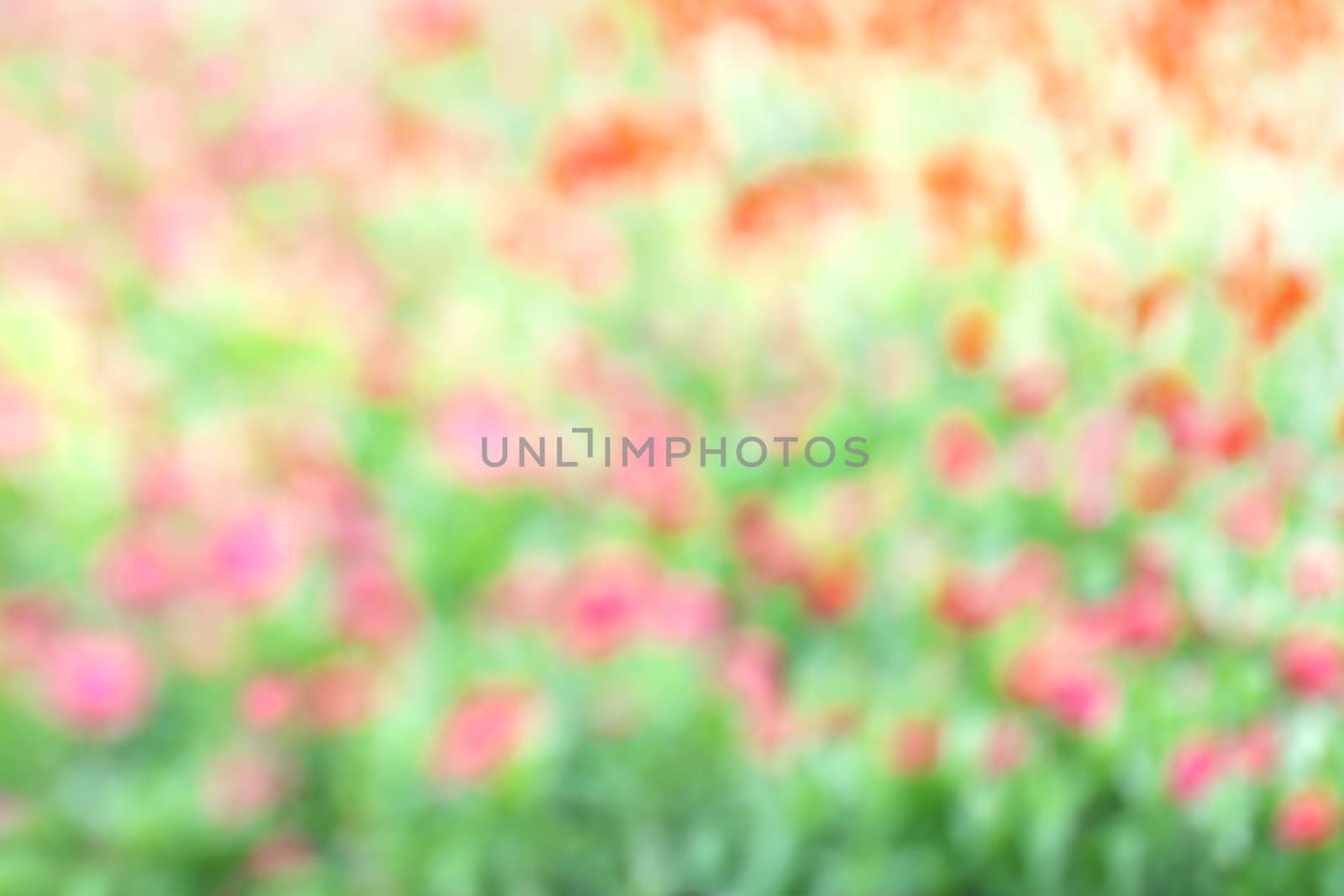 blurred flower pink green soft in garden background