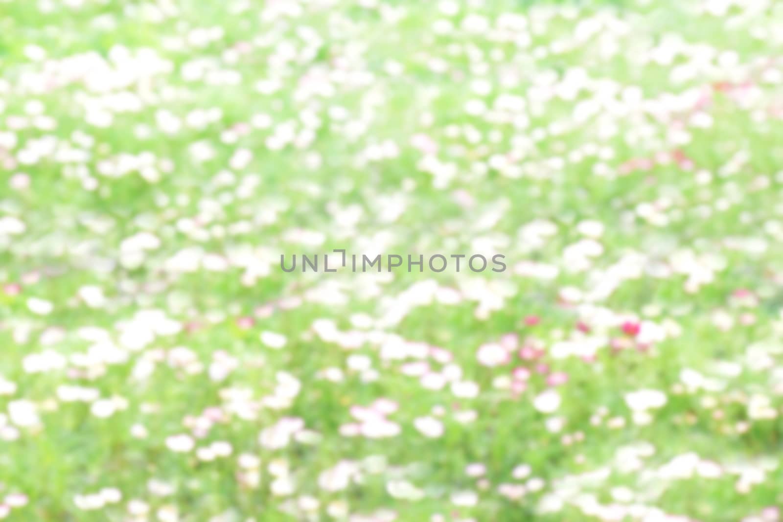 blurred flower white green soft in garden background by cgdeaw