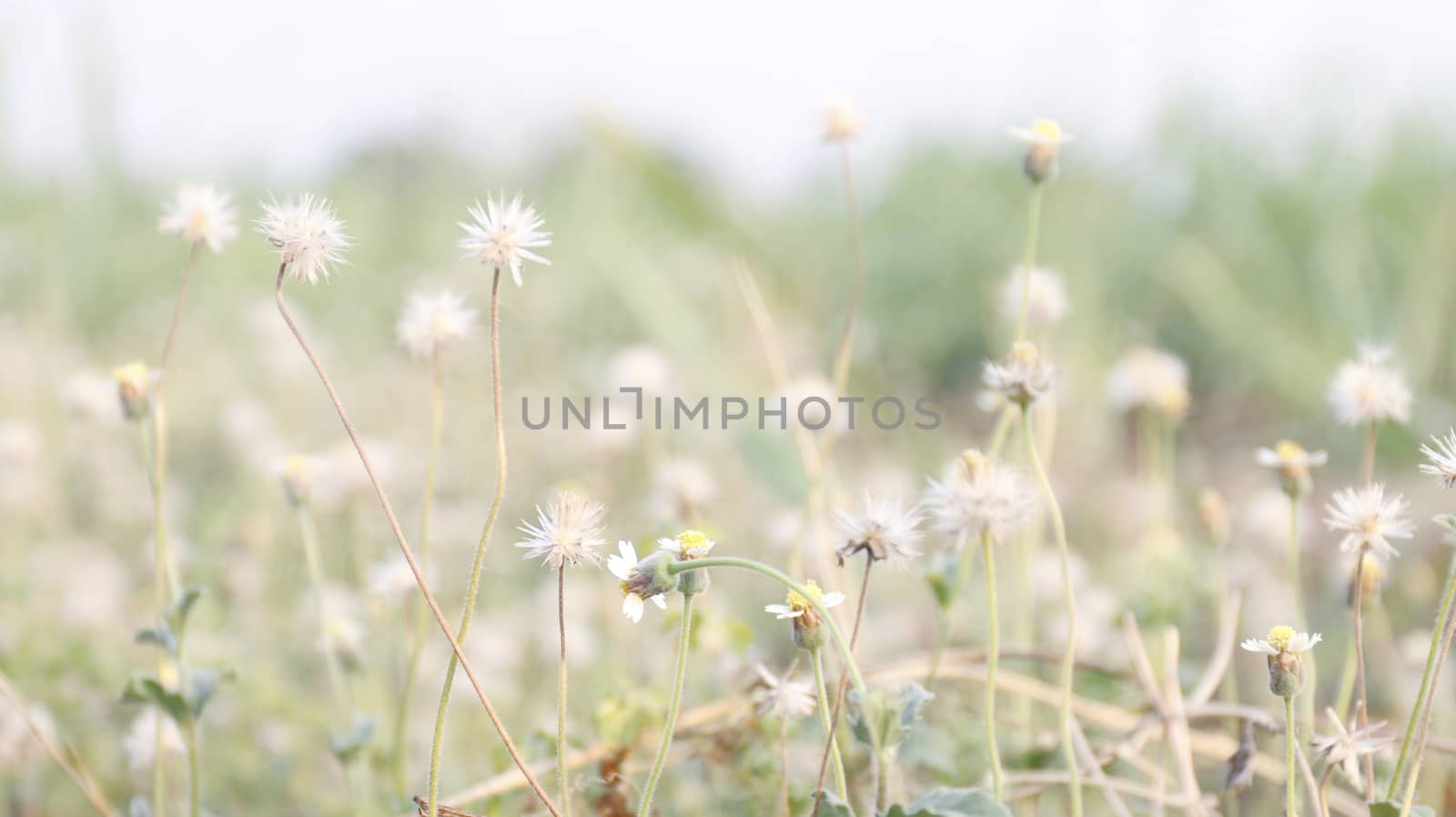 flower grass soft, flower grass in sunshine light morning day time, flower grass soft for background (selective focus) by cgdeaw