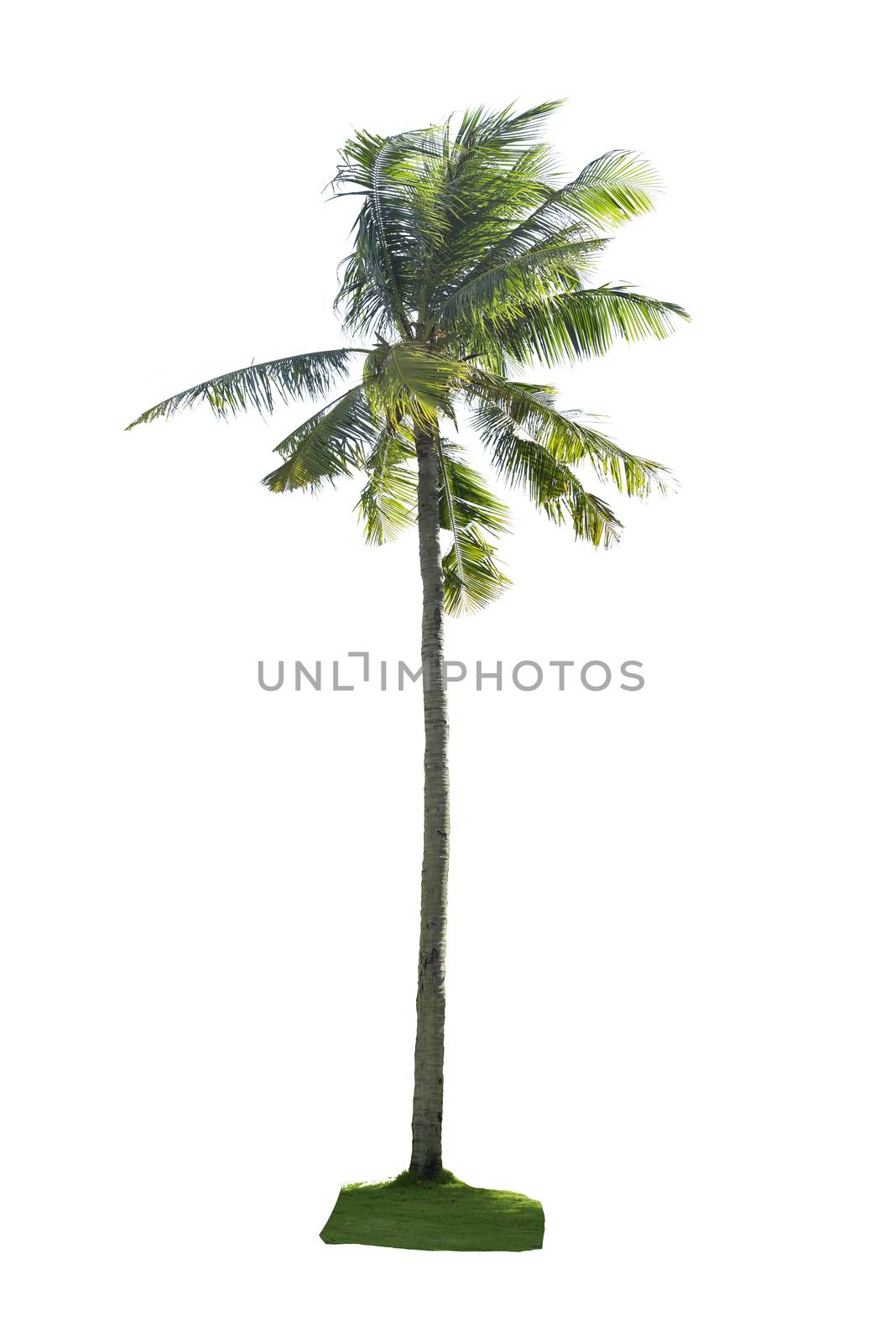 Coconut tree isolated