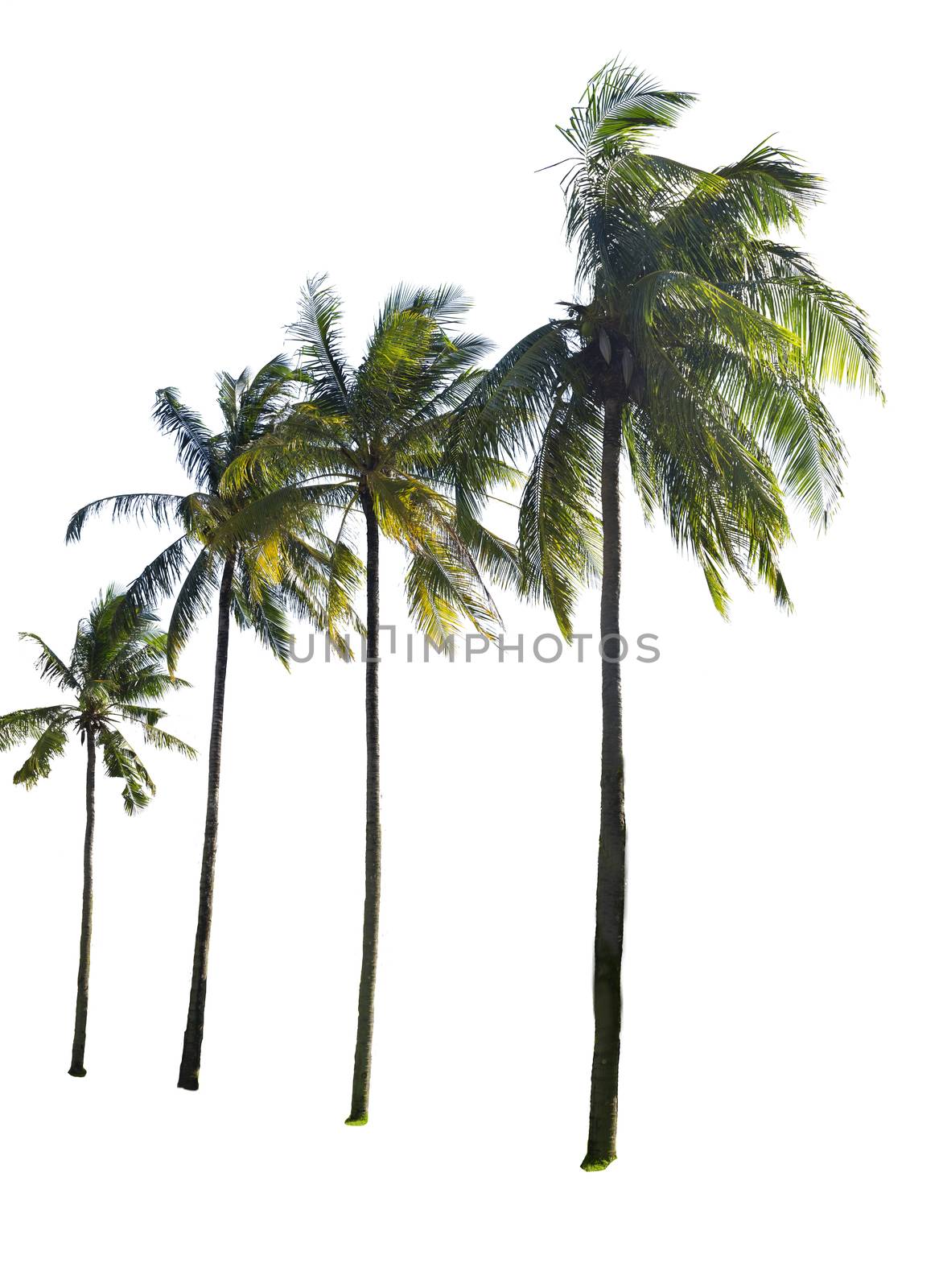 Coconut tree isolated