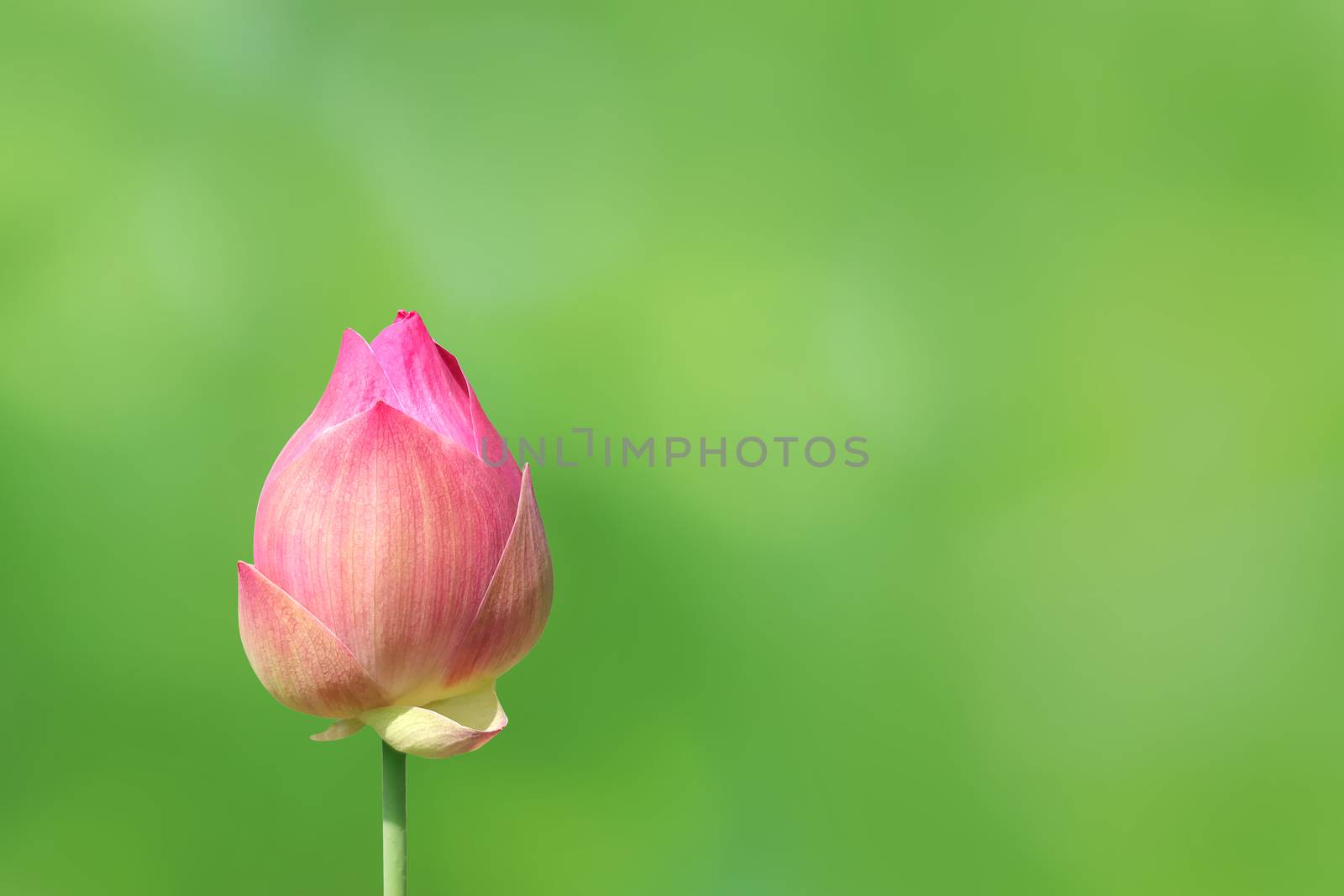 lotus bud on nature green background, lotus pink close-up photos, lotus bud pink flower, beautiful buds pink nature by cgdeaw