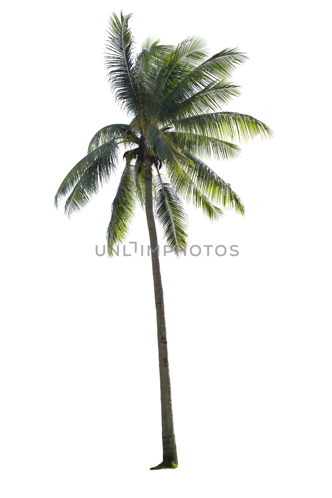 Coconut tree isolated