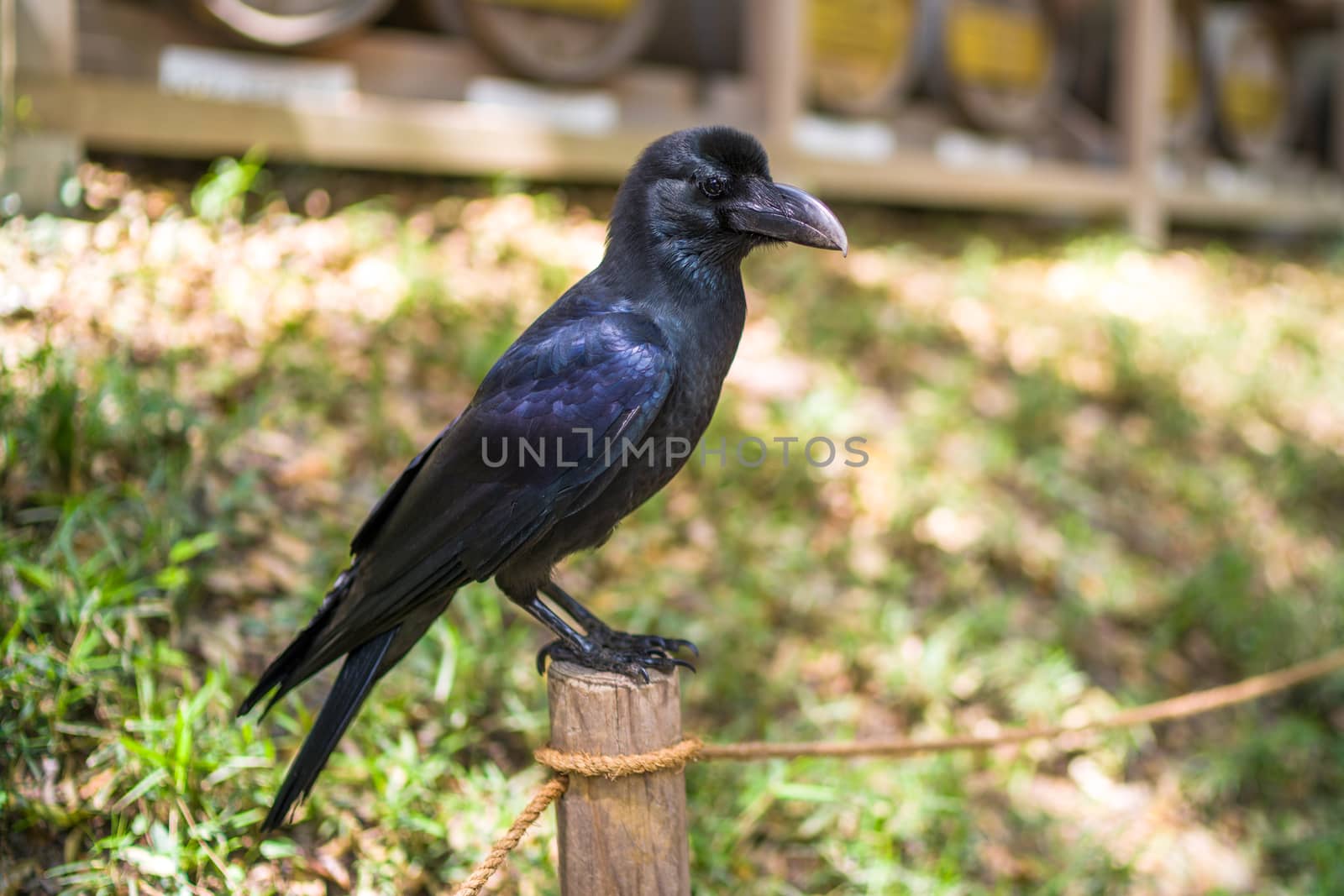 A black crow or raven sitting on the top of branch.