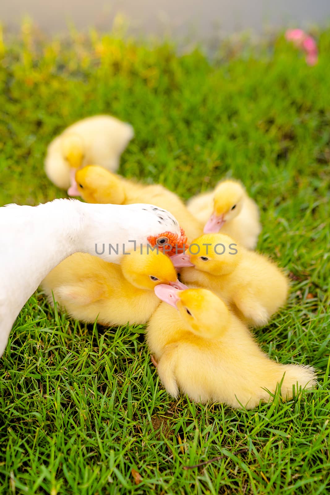 Lovely moment of mother ducks taking care of her baby ducks.