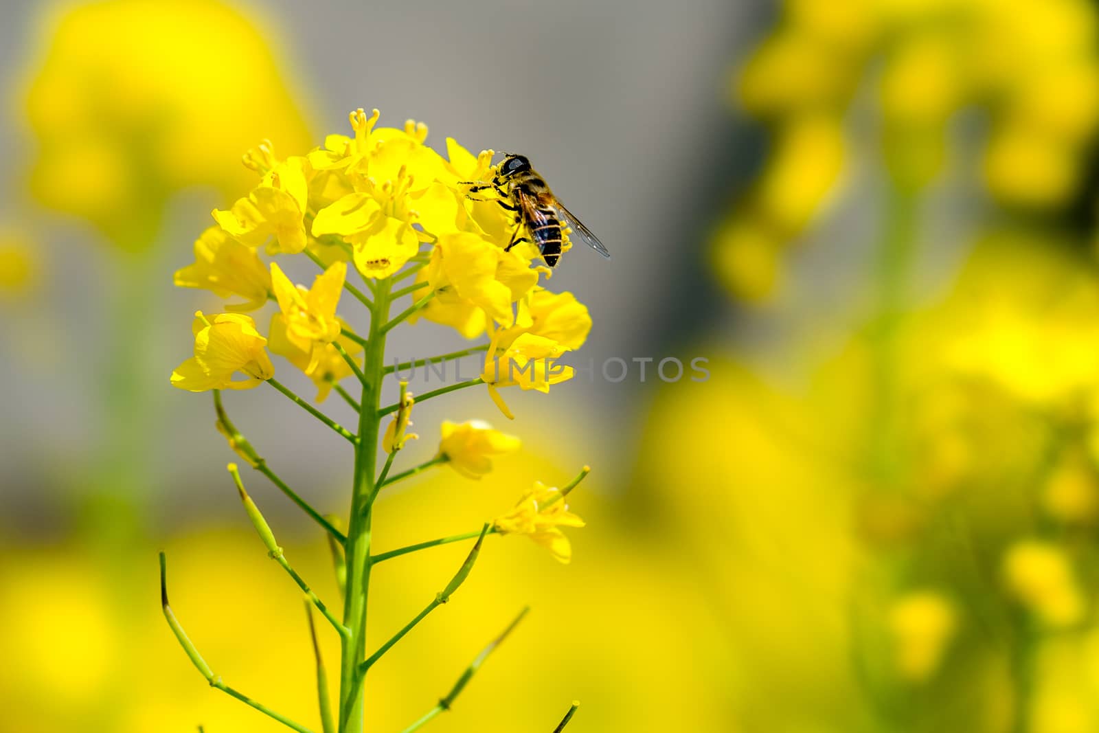 Bee on Yellow Flower