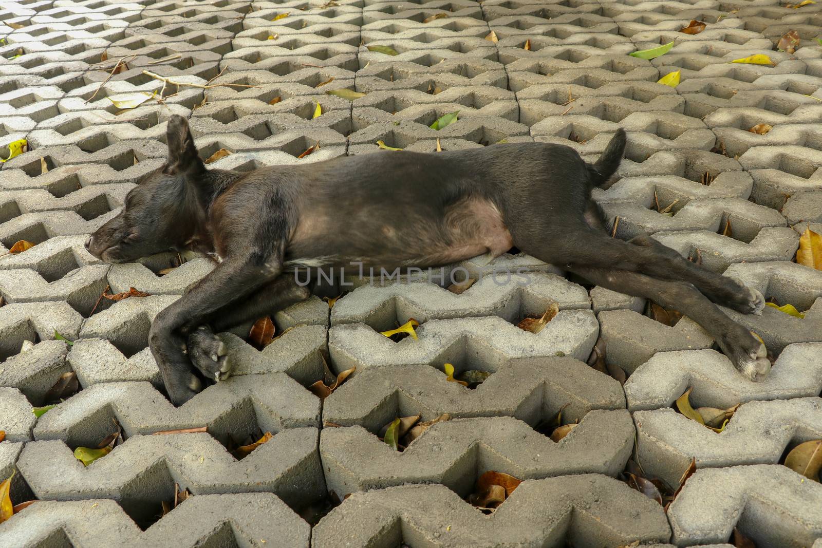 Young black dog lying on concrete grass prefabricated elements. Black puppy with outstretched legs lying on its side and sleeping peacefully. Cute pet resting and sunbeams warming his fur.