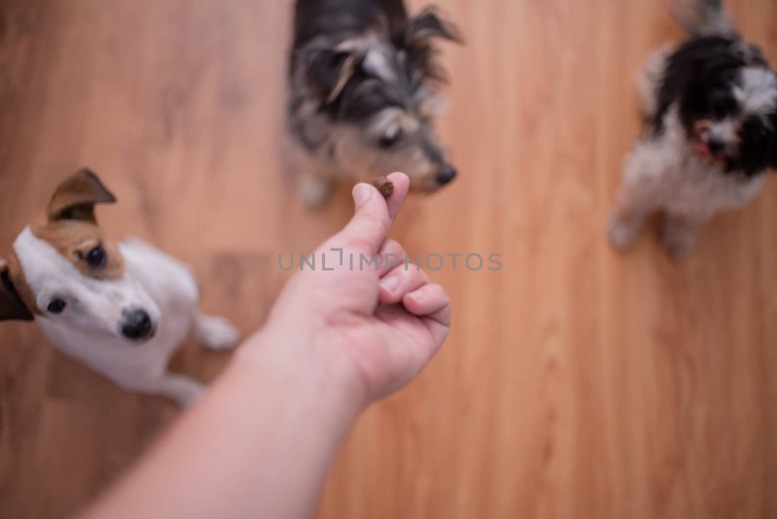 Pet owner holding out treat while dogs are sitting down by rushay