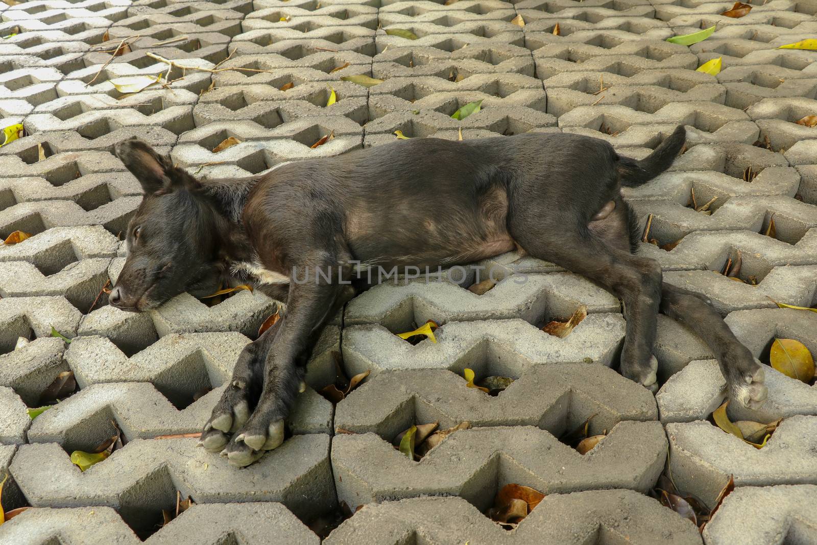 Young black dog lying on concrete grass prefabricated elements. Black puppy with outstretched legs lying on its side and sleeping peacefully. Cute pet resting and sunbeams warming his fur.
