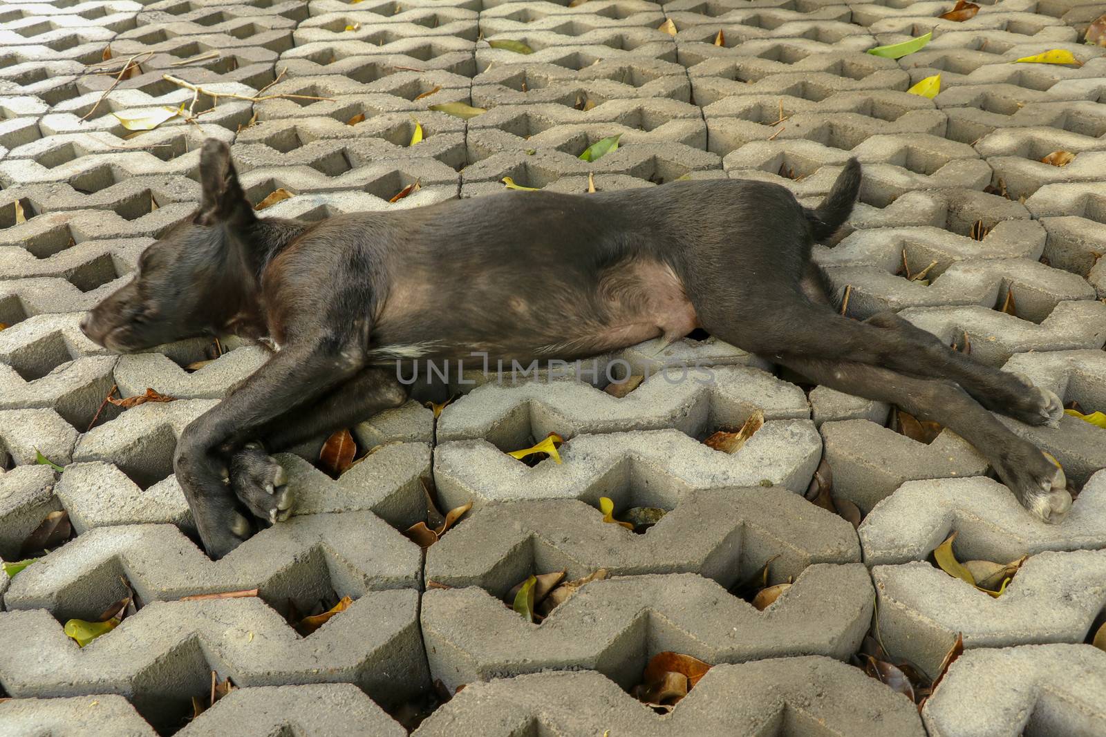 Young black dog lying on concrete grass prefabricated elements. Black puppy with outstretched legs lying on its side and sleeping peacefully. Cute pet resting and sunbeams warming his fur.