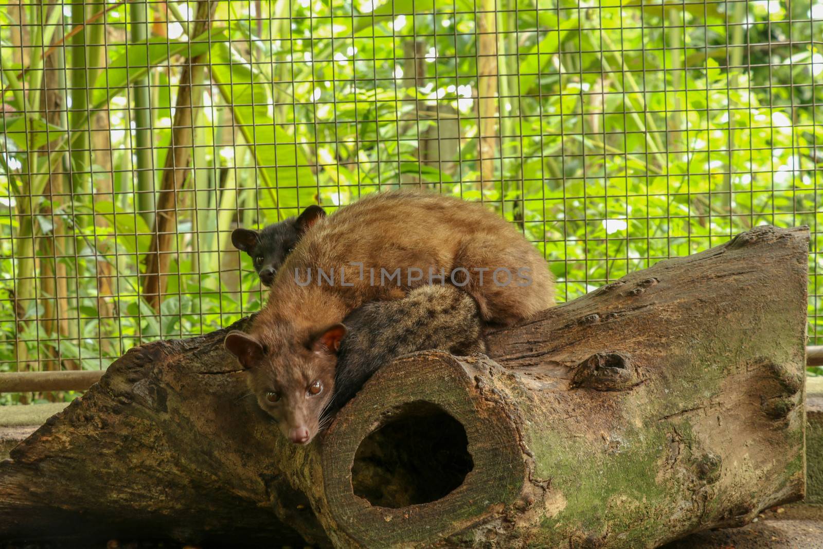 Kopi Luwak.Couple Asian Palm Civet in cage with wooden box of colorful berries, civet coffee production. Two Paradoxurus hermaphroditus picks delicious coffee berries to produce expensive coffee.