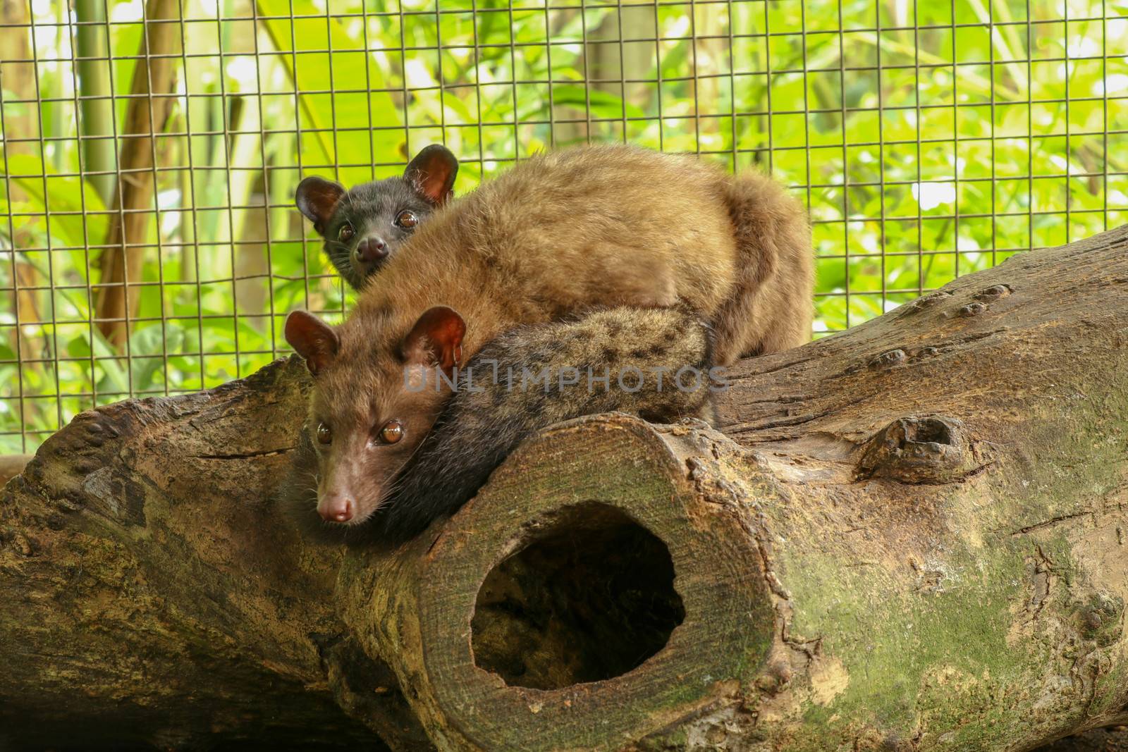 Kopi Luwak.Couple Asian Palm Civet in cage with wooden box of colorful berries, civet coffee production. Two Paradoxurus hermaphroditus picks delicious coffee berries to produce expensive coffee.
