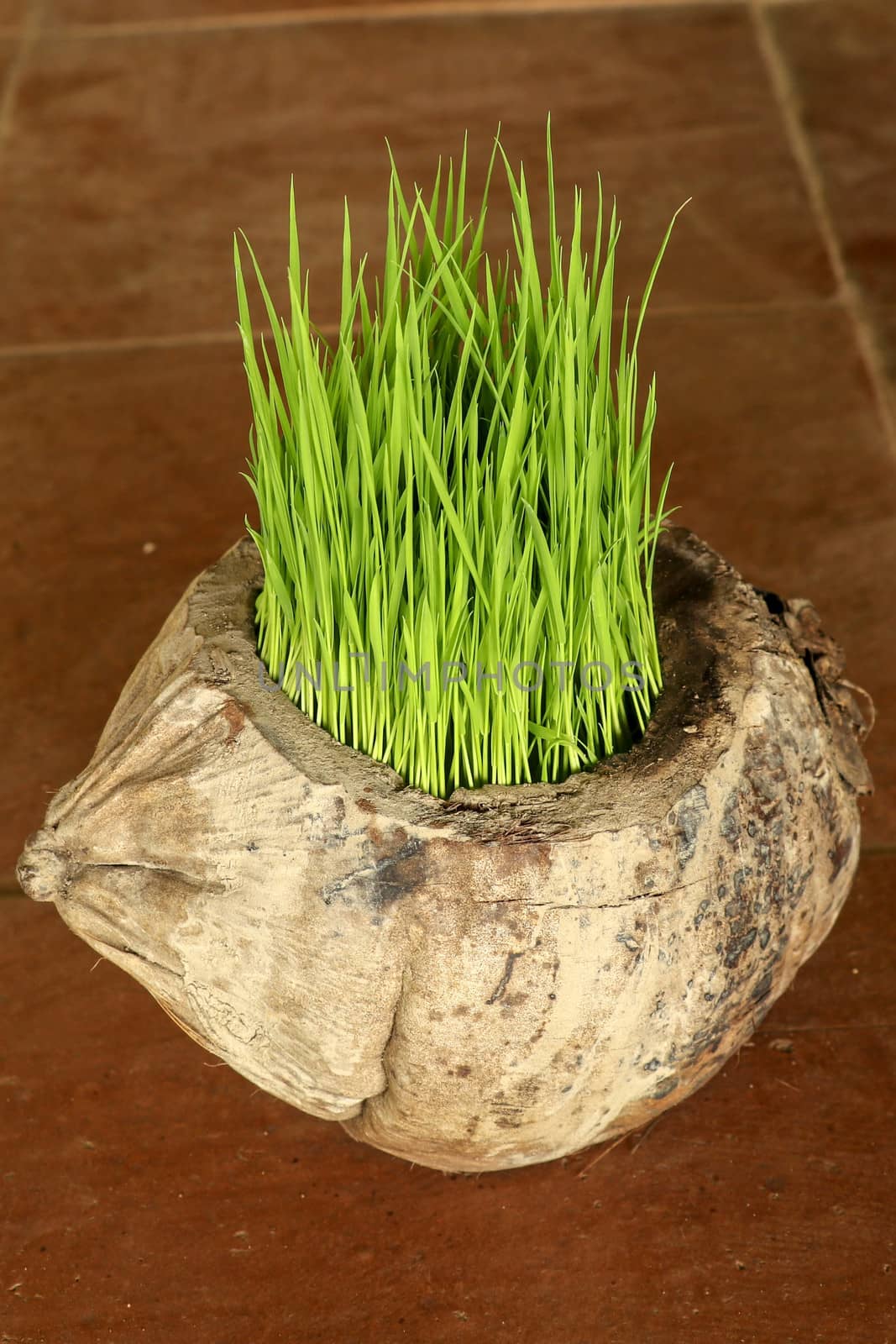 Planting Sprout in Earth Day. Bunch of young rice plants in natural pot made of old dry coconut. A new beginning life in the form of rice seedlings. Flower pot on background with brown ceramic tiles.