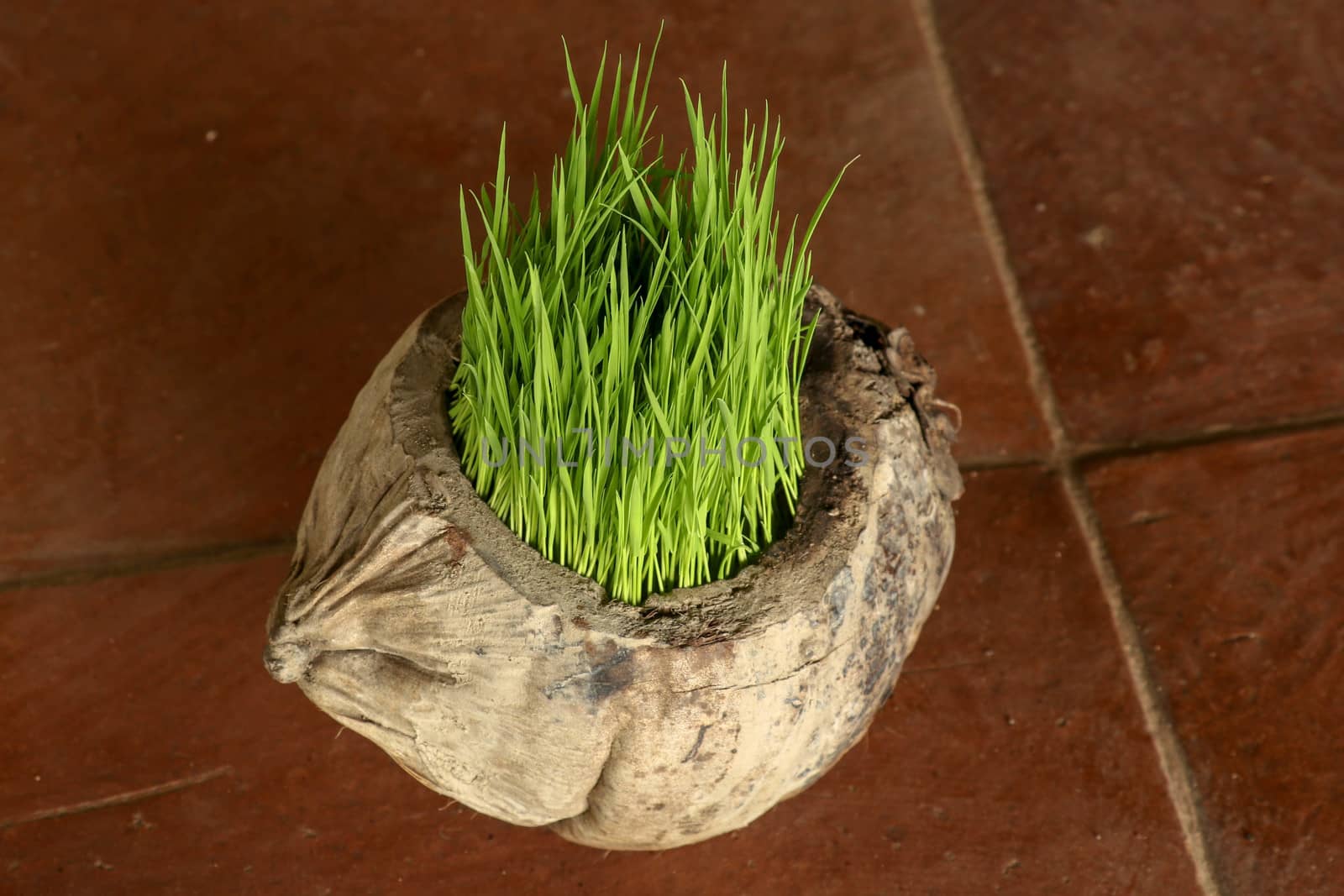 Planting Sprout in Earth Day. Bunch of young rice plants in natural pot made of old dry coconut. A new beginning life in the form of rice seedlings. Flower pot on background with brown ceramic tiles.